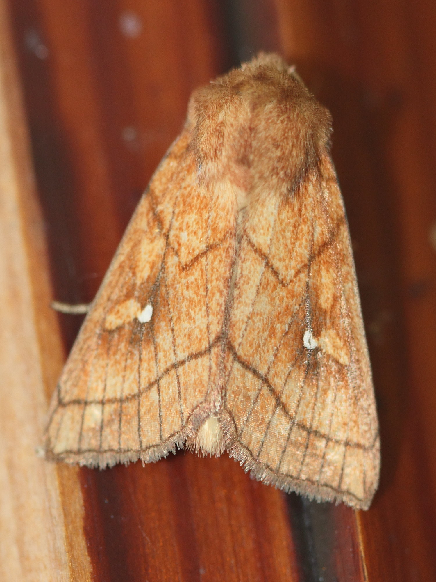 mythimna_conigera3bd