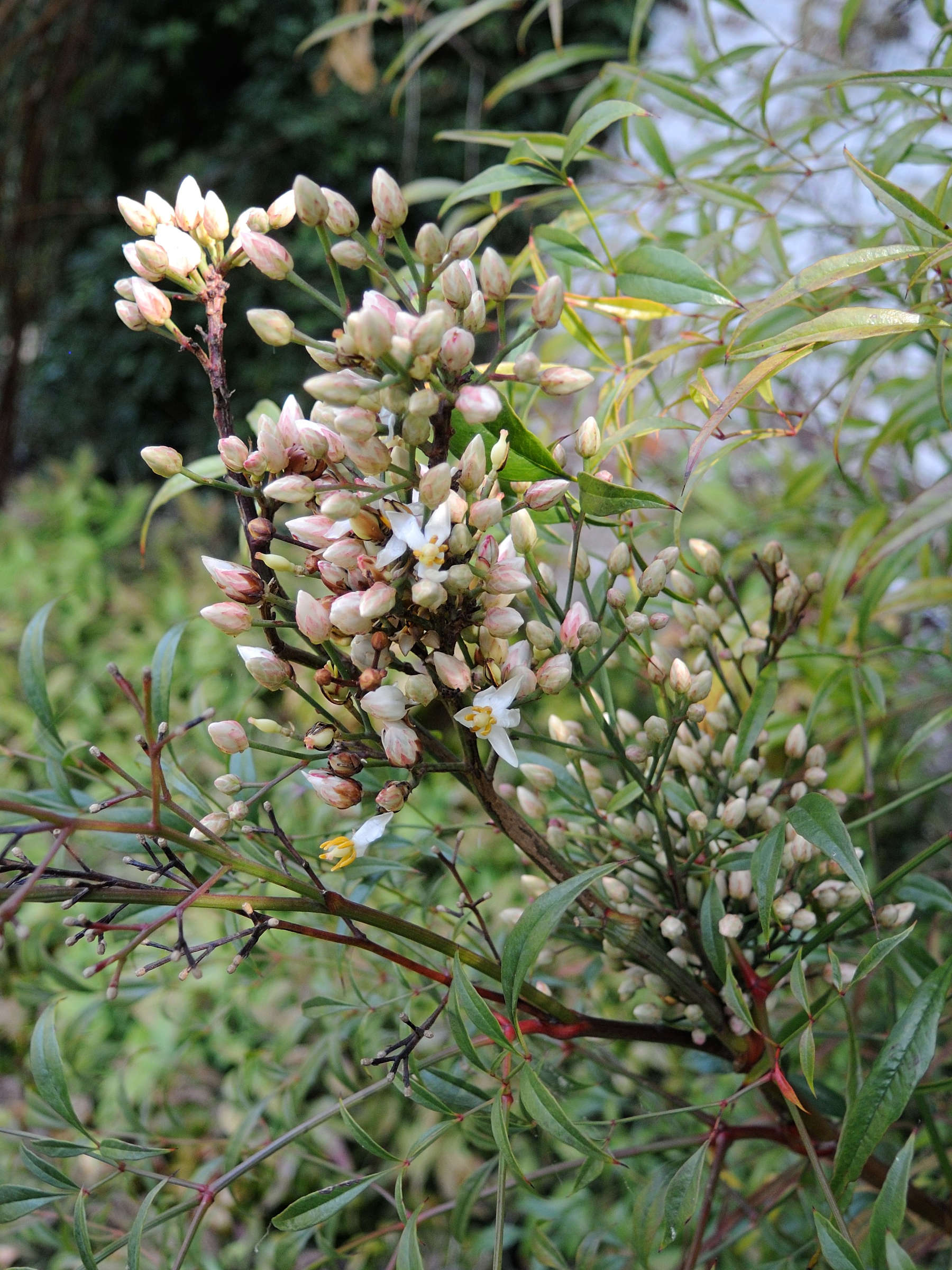 Afficher le média nandina_domestica4amd nandina_domestica4amd