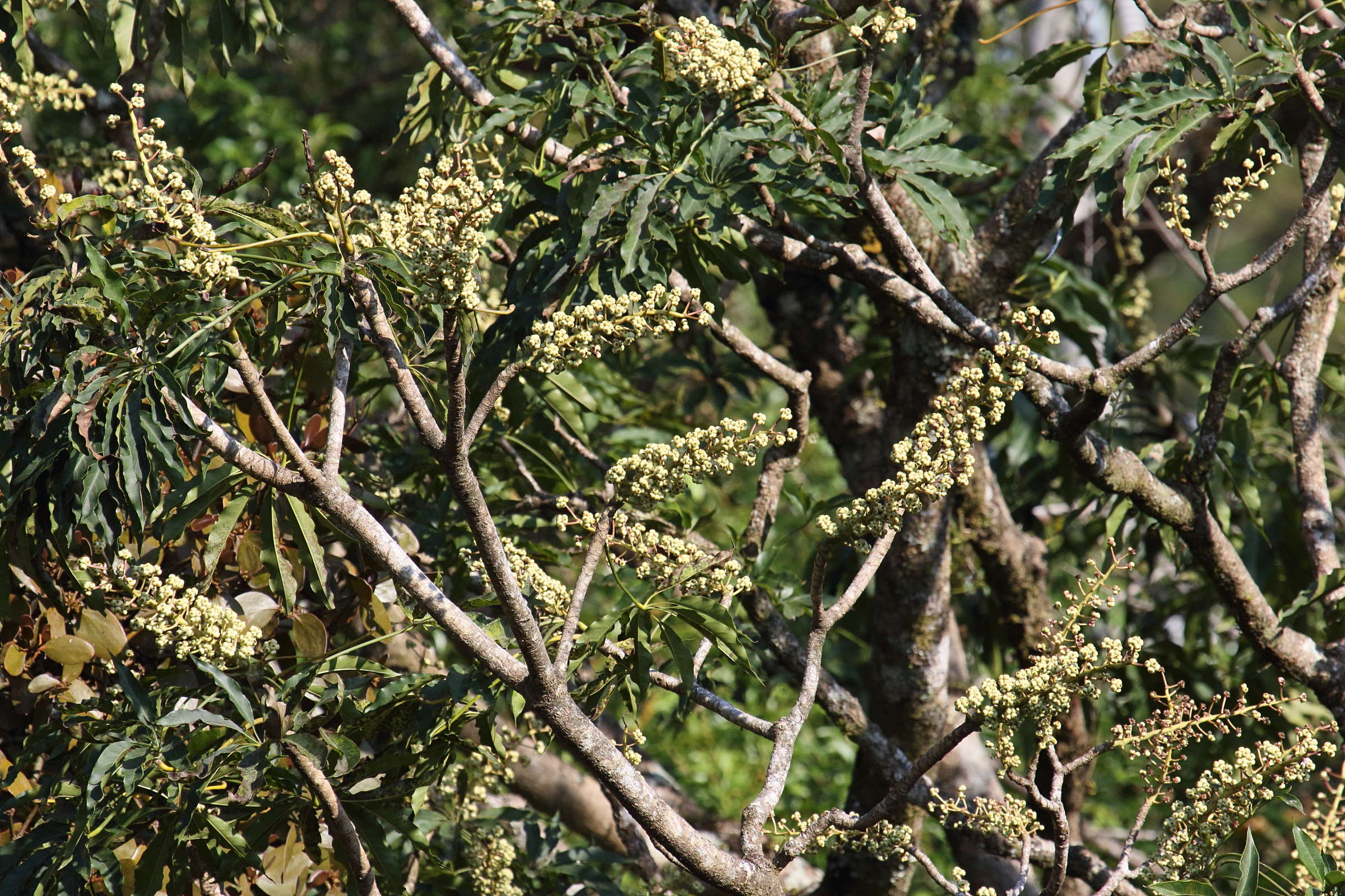 oreopanax_xalapensis2bd