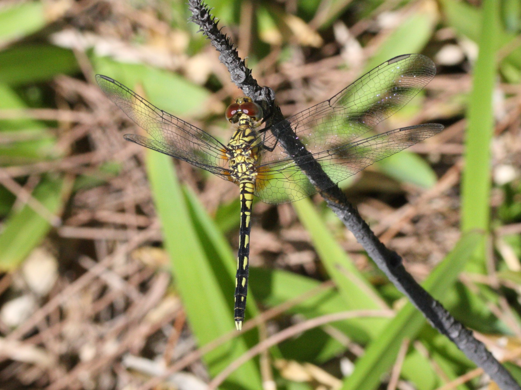 orthetrum_brachiale1md