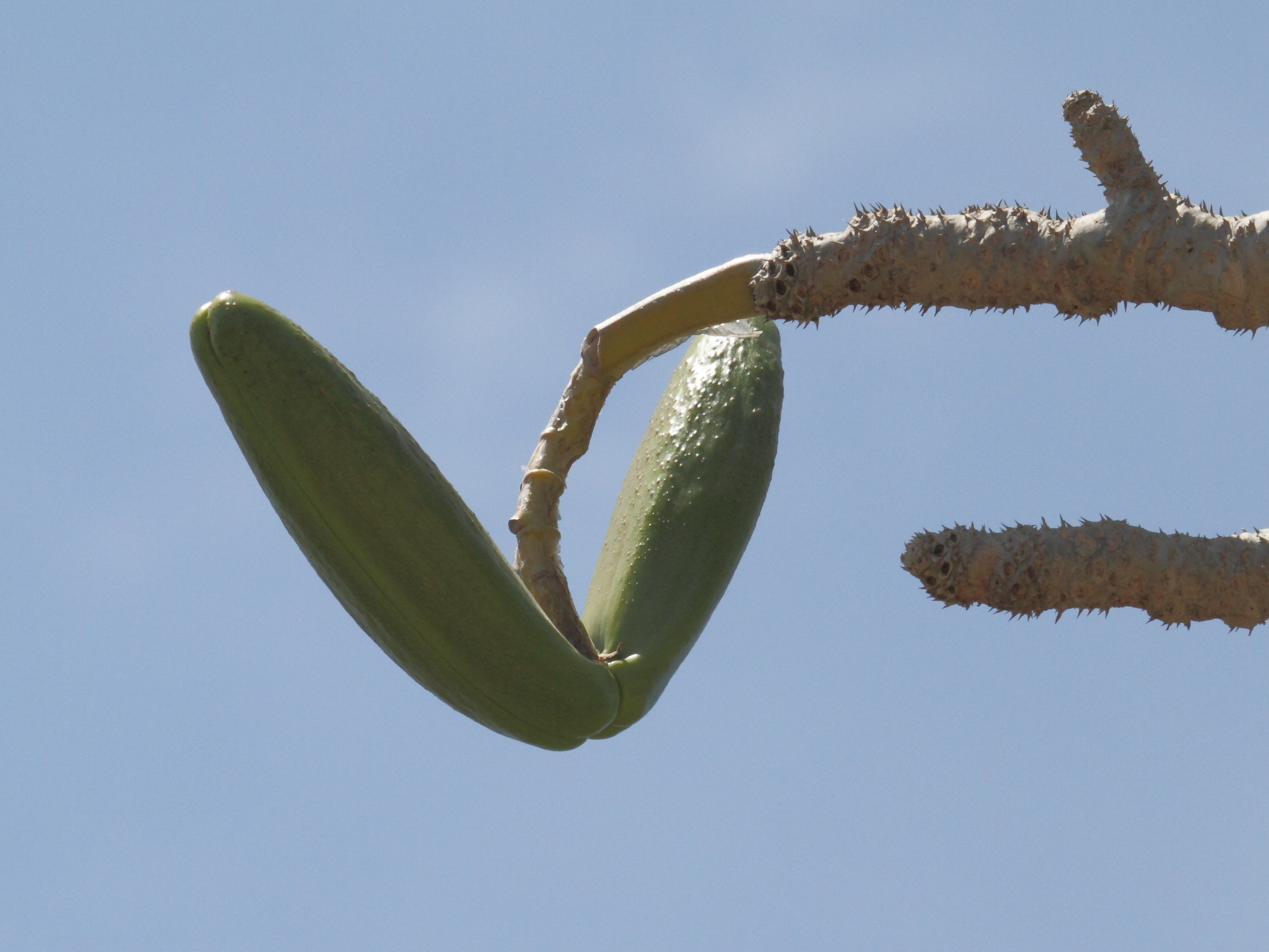pachypodium_geayi2bd