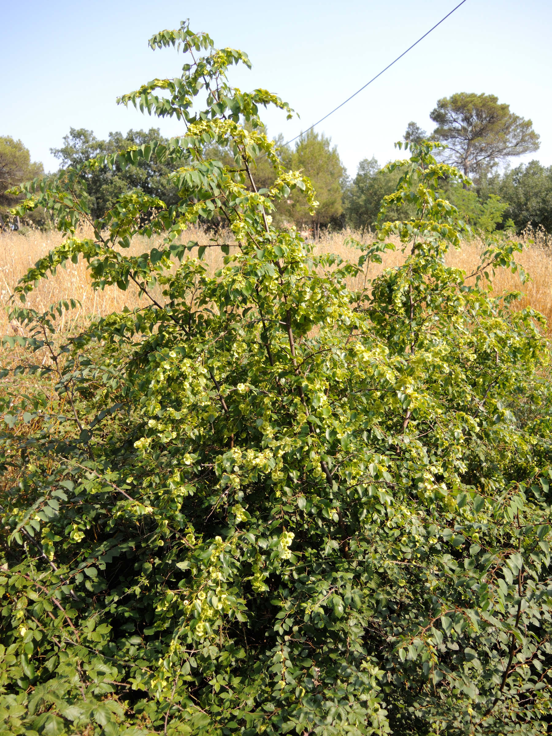 Afficher le média paliurus_spina-christi1md paliurus_spina-christi1md