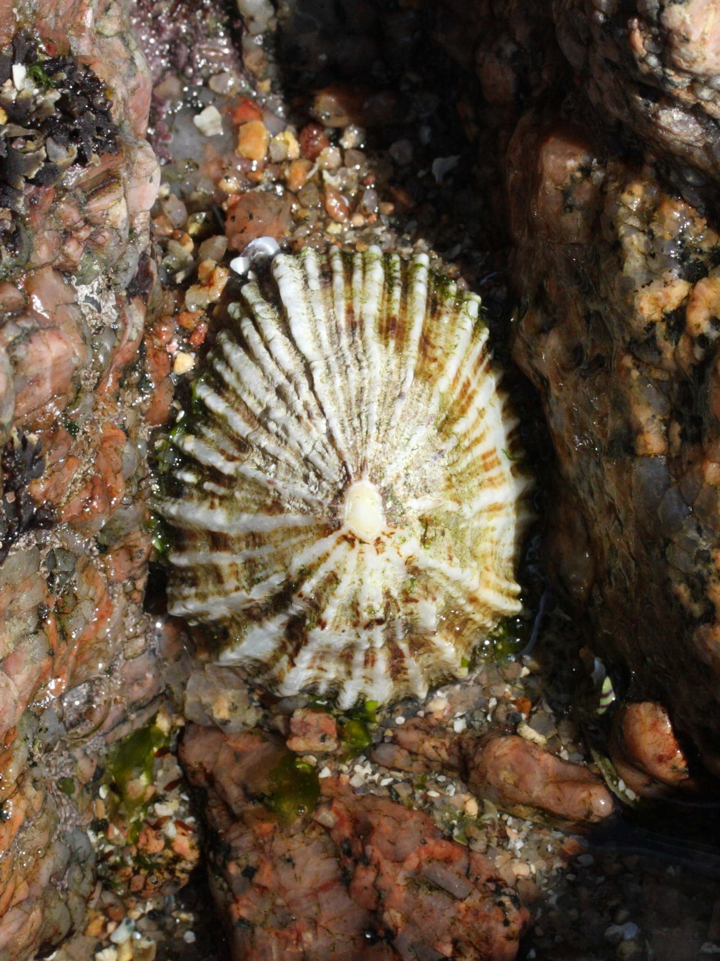 patella_ulyssiponensis2md