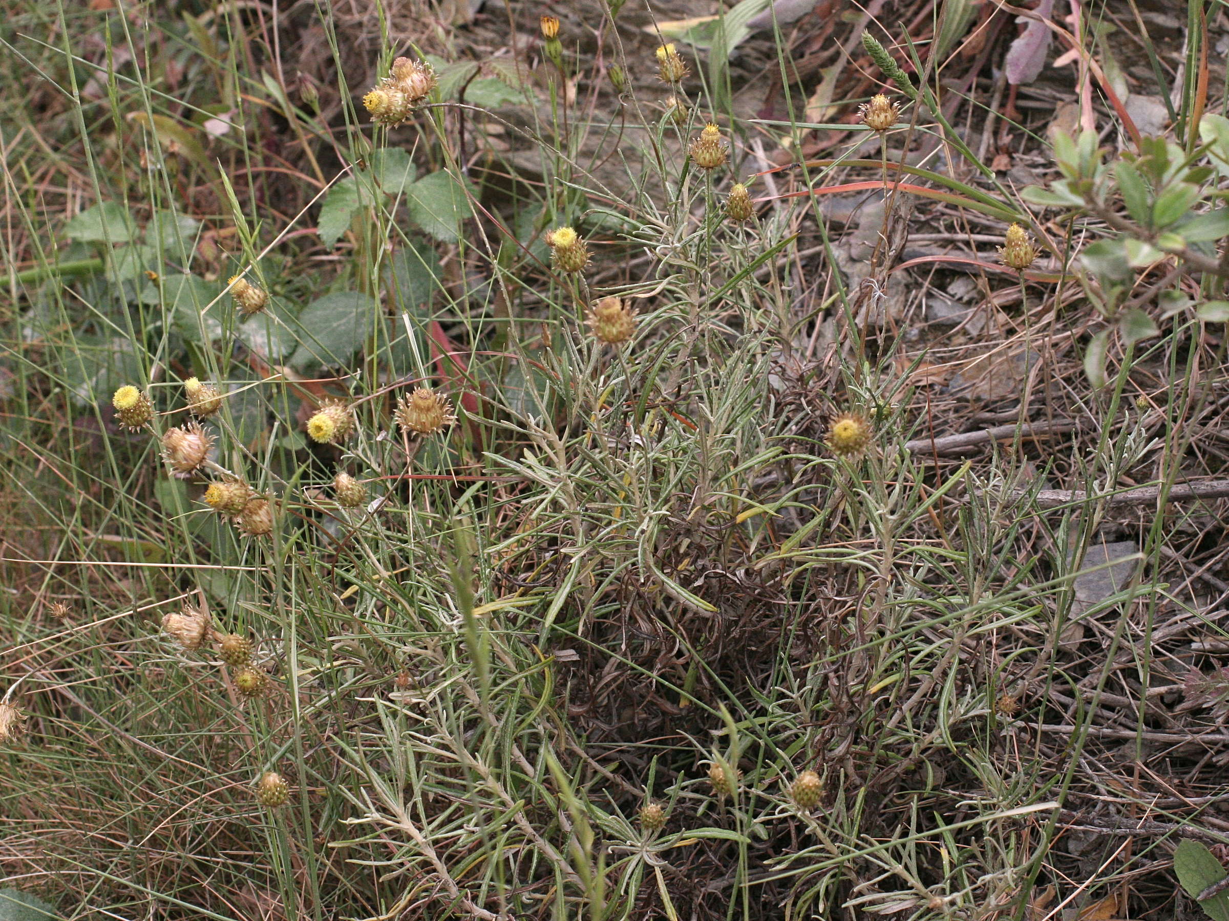 Afficher le média phagnalon_saxatile1md phagnalon_saxatile1md