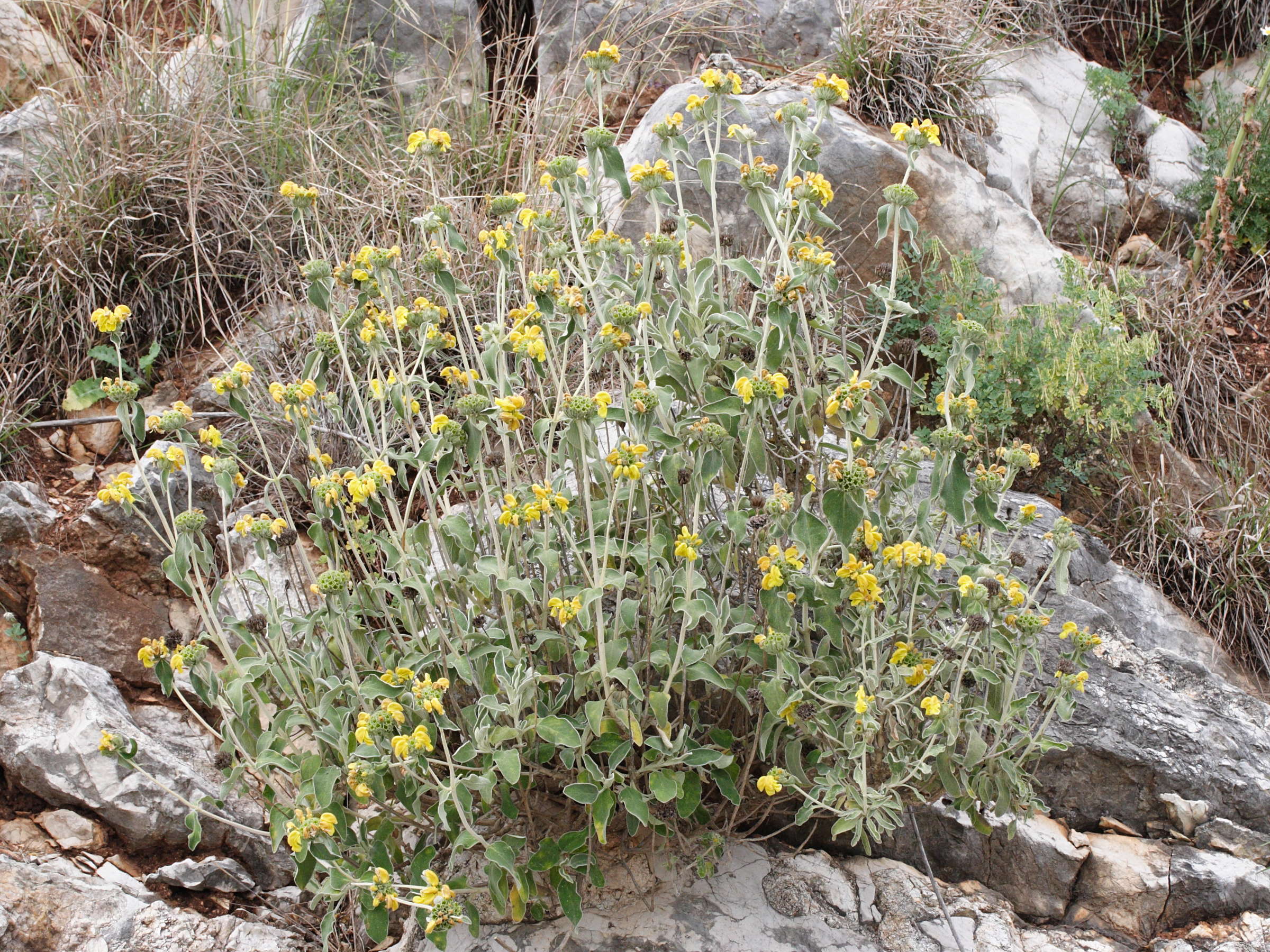 Afficher le média phlomis_fruticosa1bmd phlomis_fruticosa1bmd