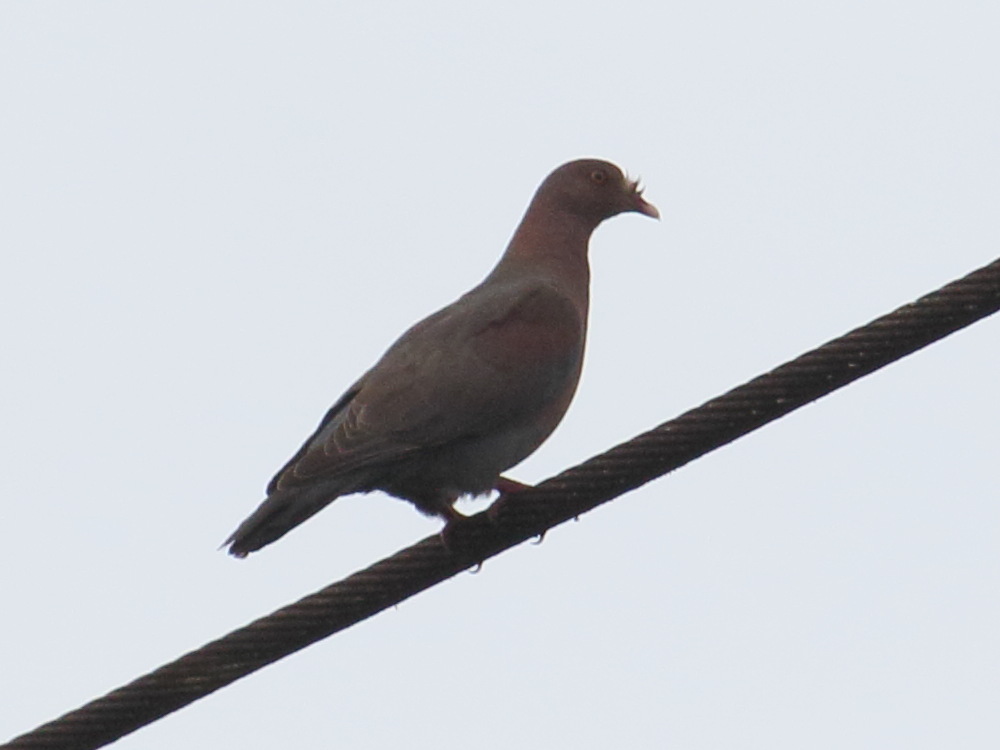 pigeon_a_bec_rouge_-_patagioenas_flavirostris1bd