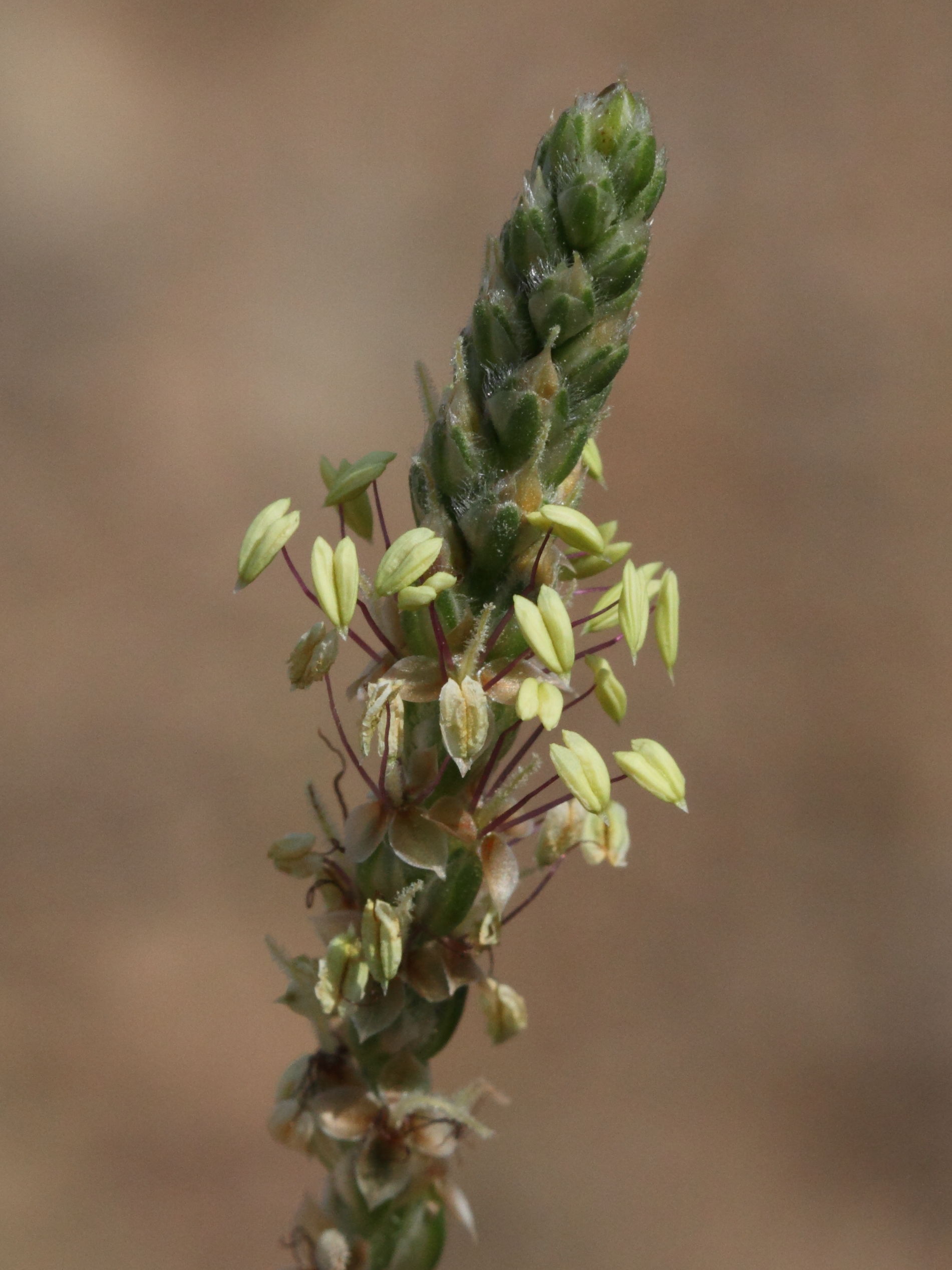 plantago_albicans2bd