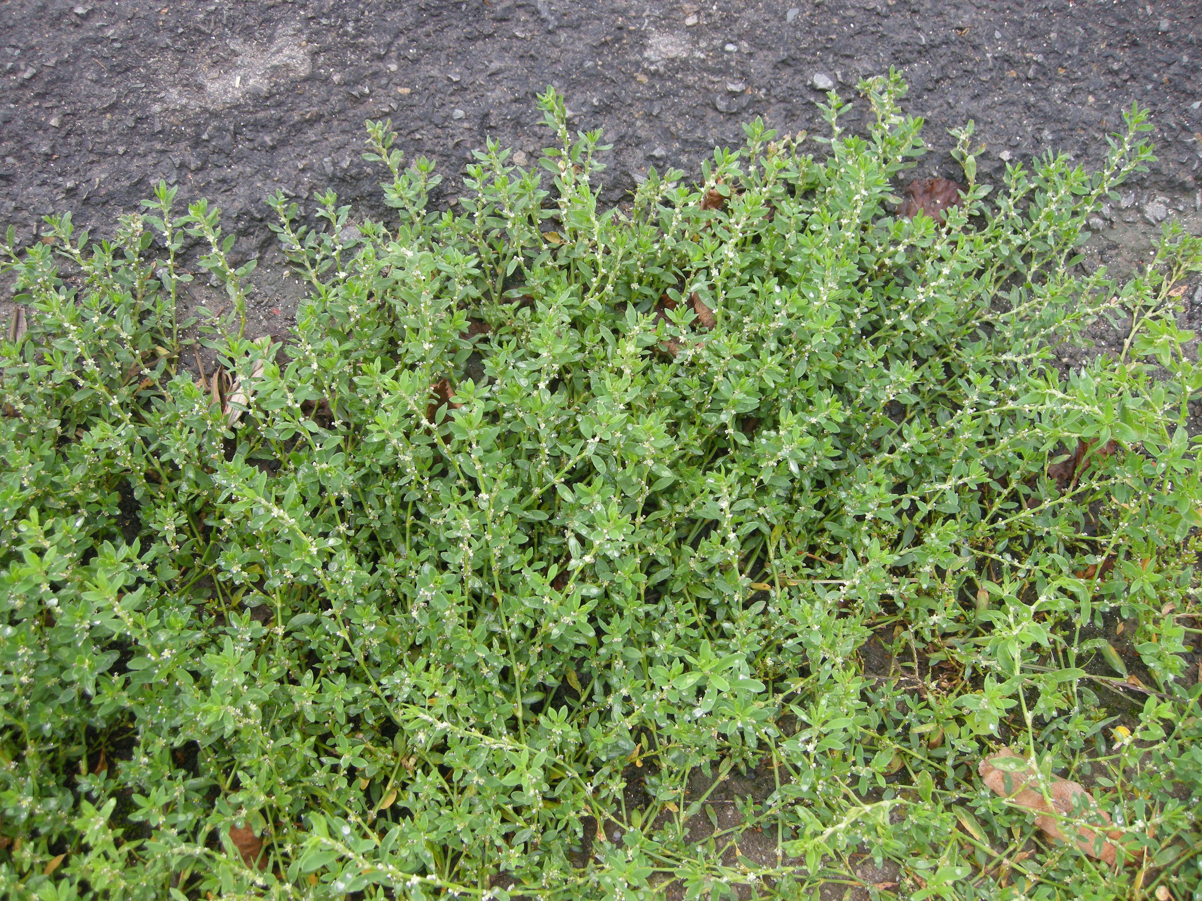 Afficher le média polygonum_aviculare2md polygonum_aviculare2md