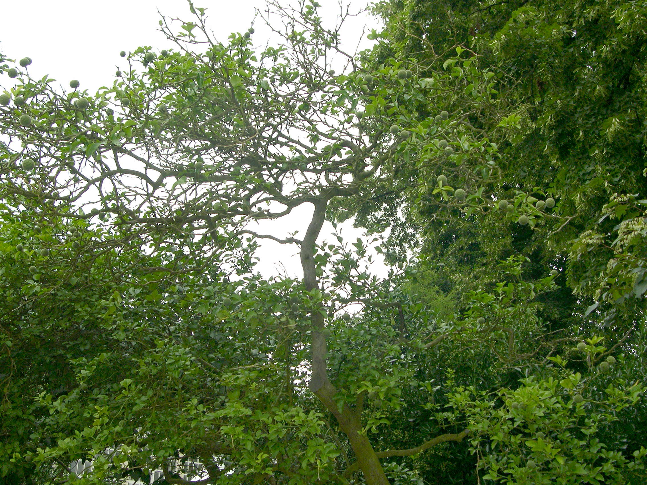 Afficher le média poncirus_trifoliata1md poncirus_trifoliata1md