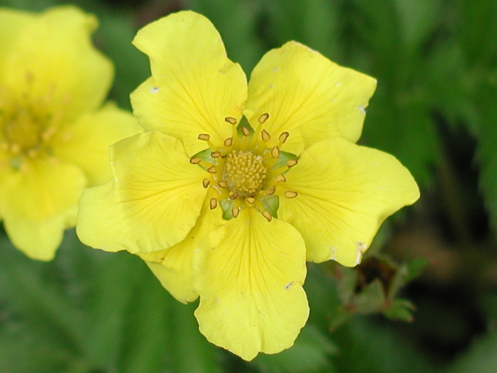 potentilla_anserina5md