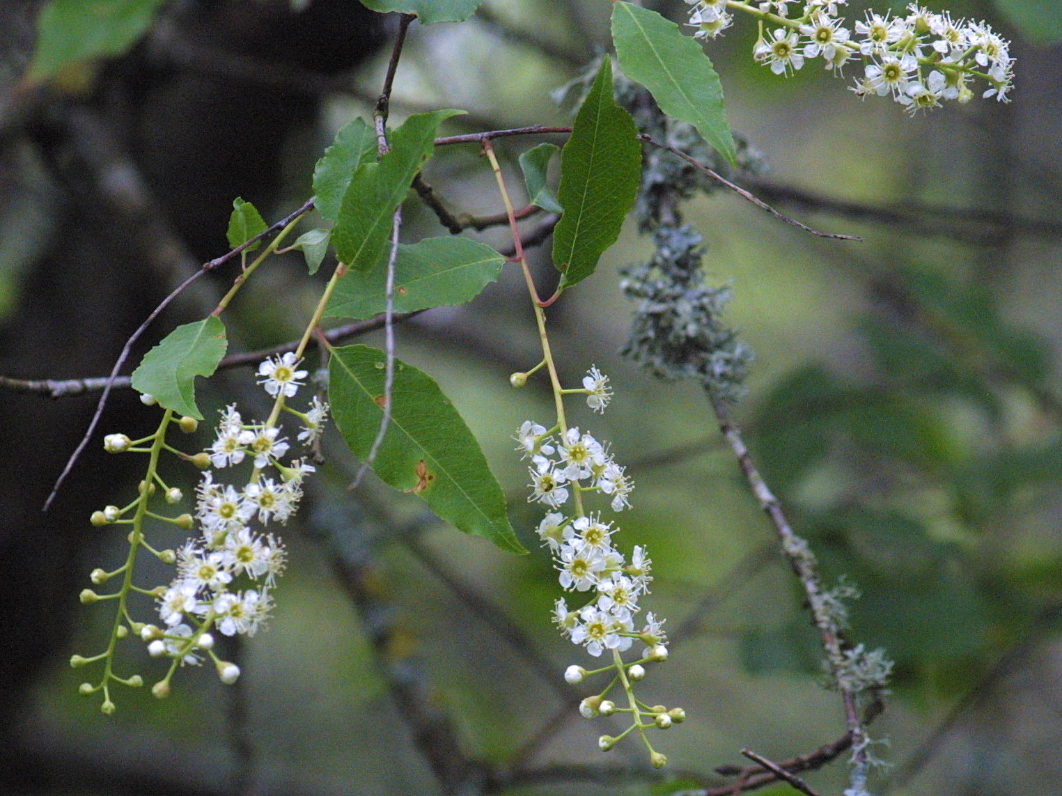 Afficher le média prunus_capuli1md prunus_capuli1md
