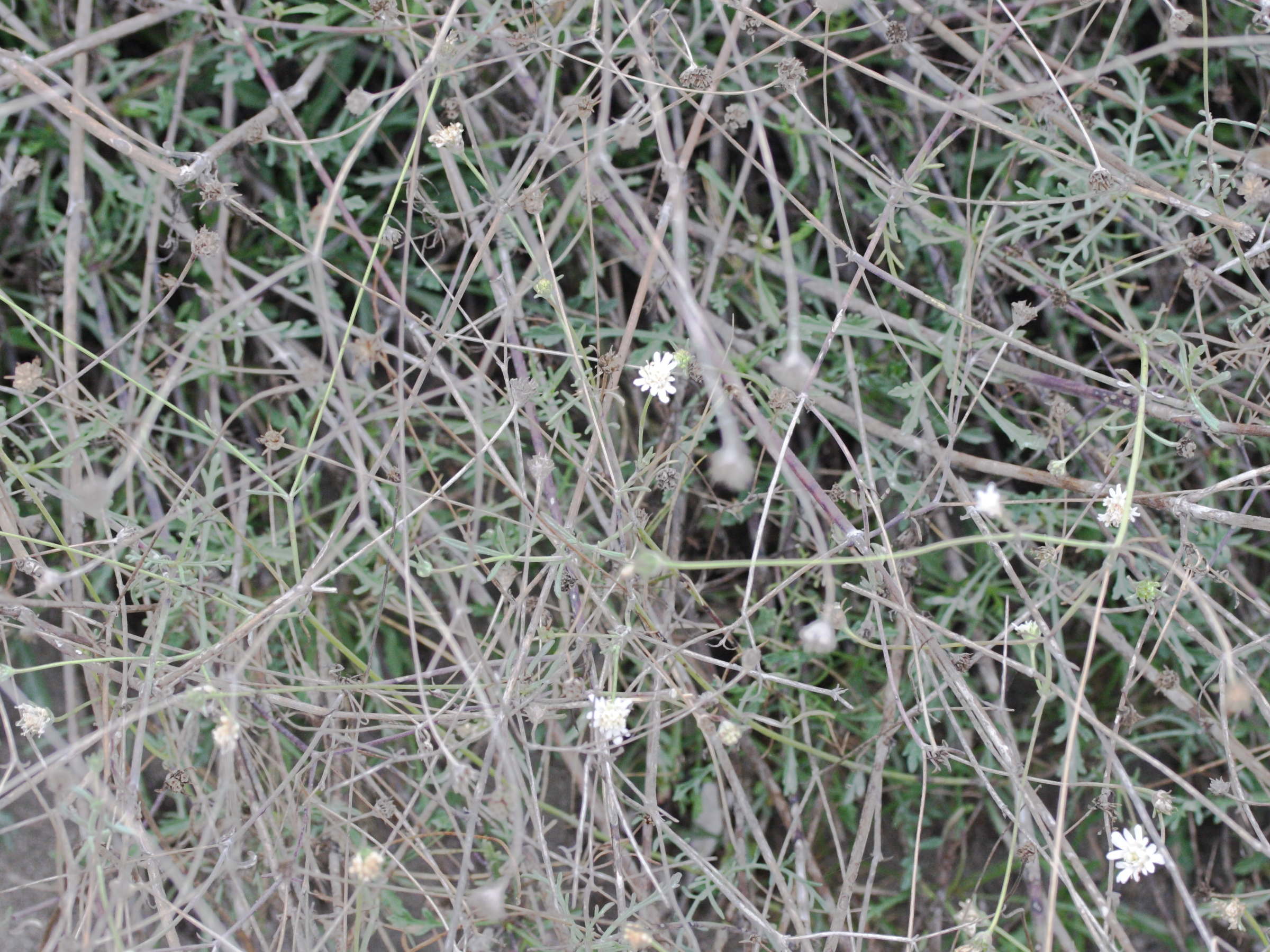 pycnocomon_rutifolium1md