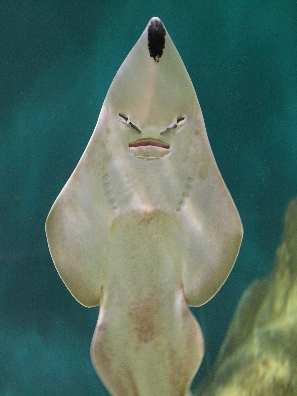 rhinobatos_rhinobatos2bd