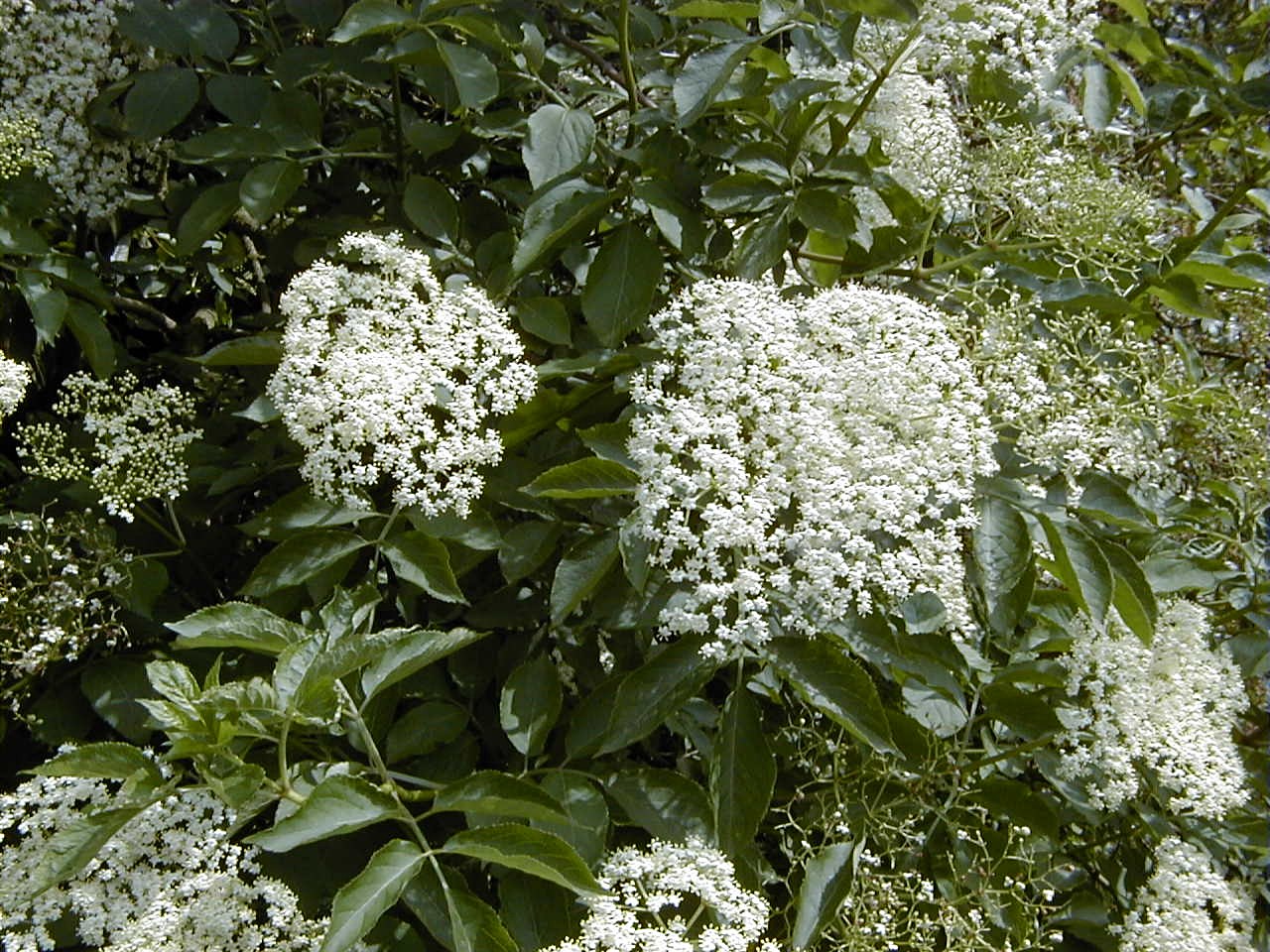 Sambucus_nigra