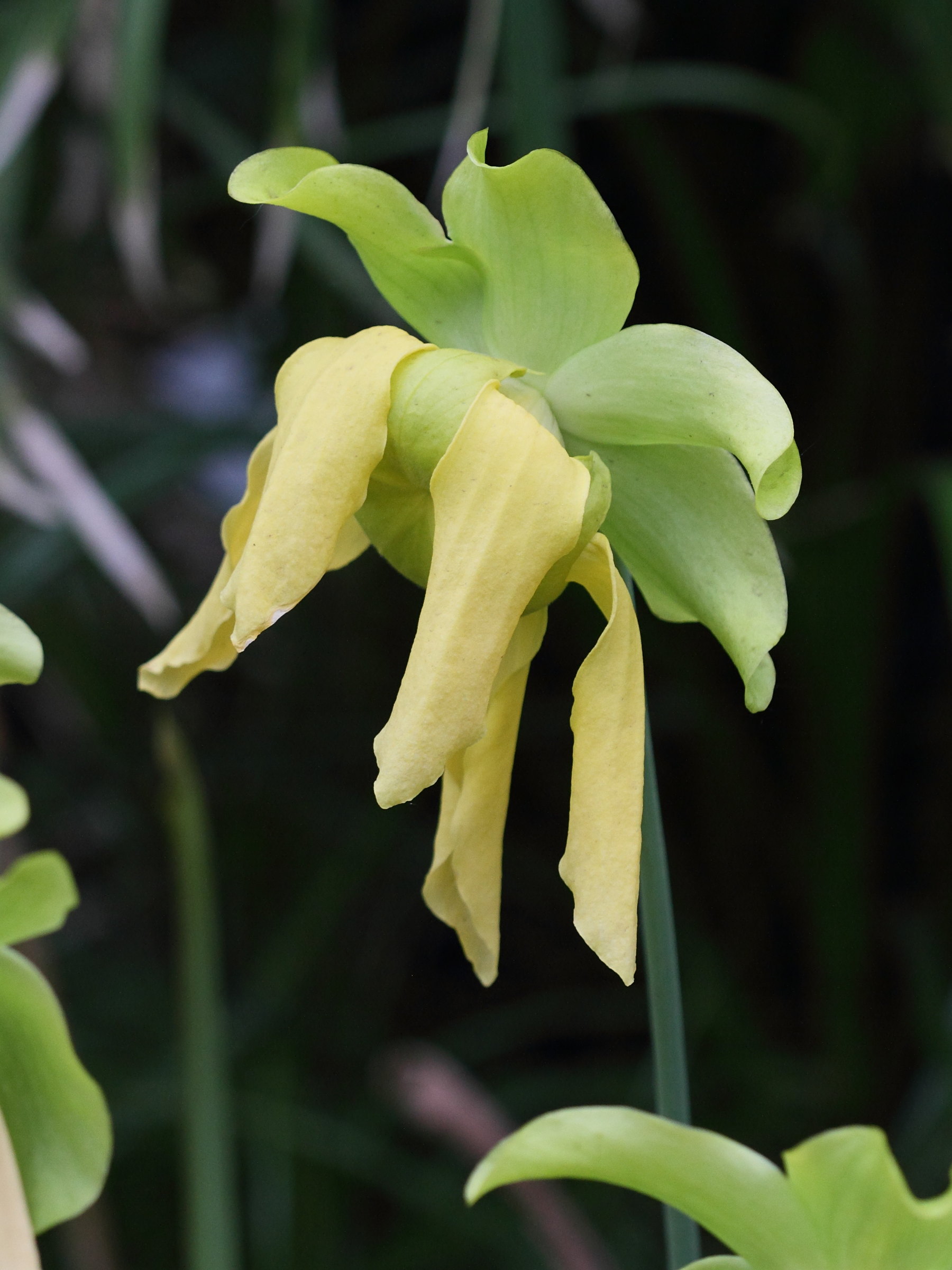 sarracenia_flava_flava3bd