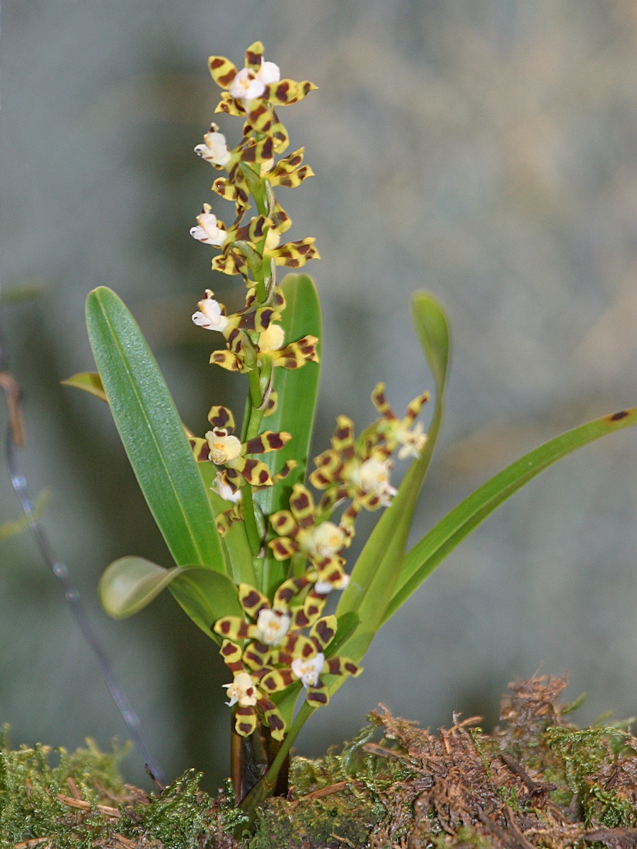 solenidiopsis_tigroides1bd