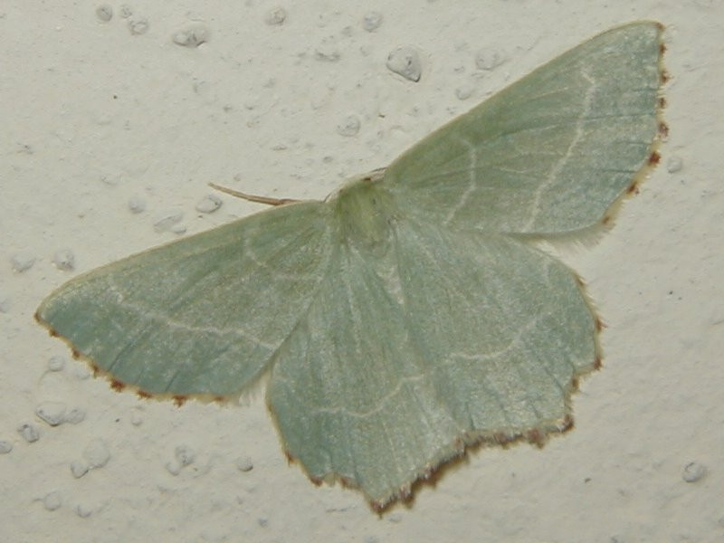 thalera_fimbrialis2md