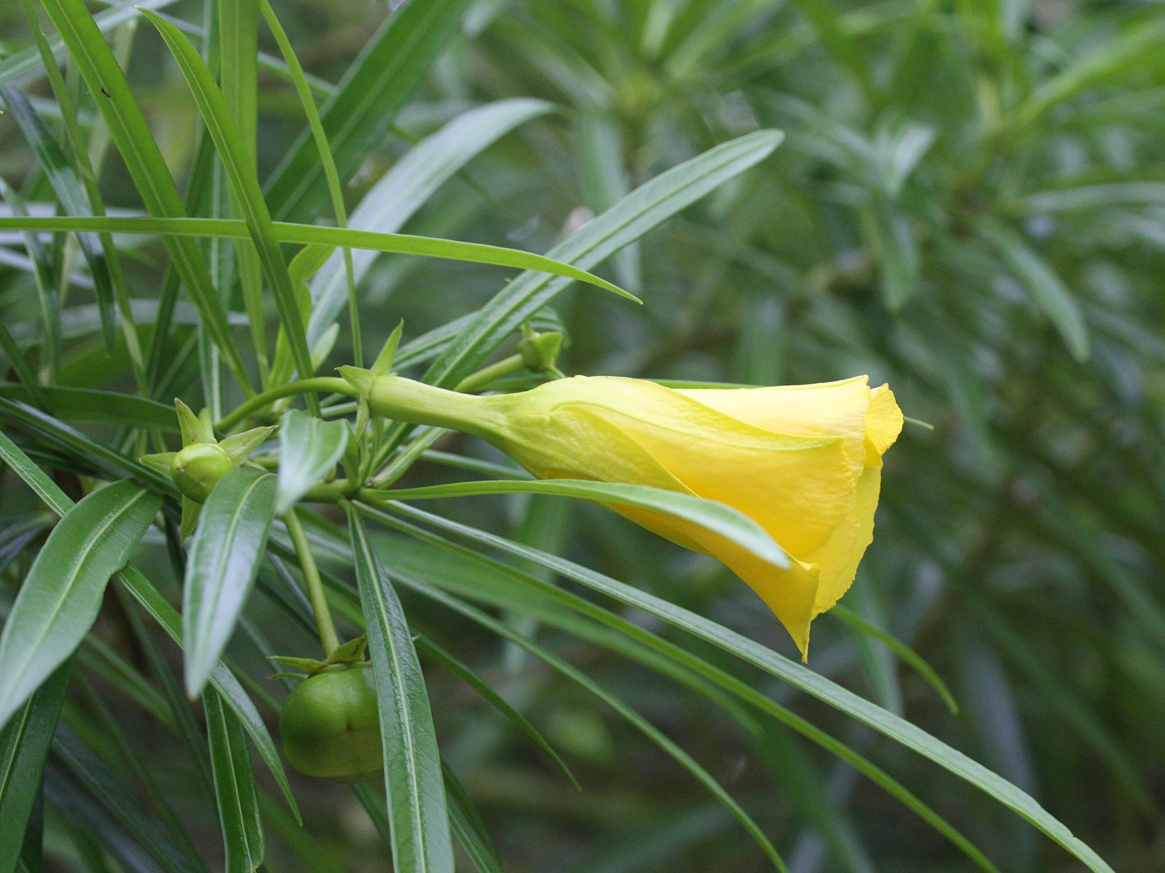 thevetia_peruviana3md