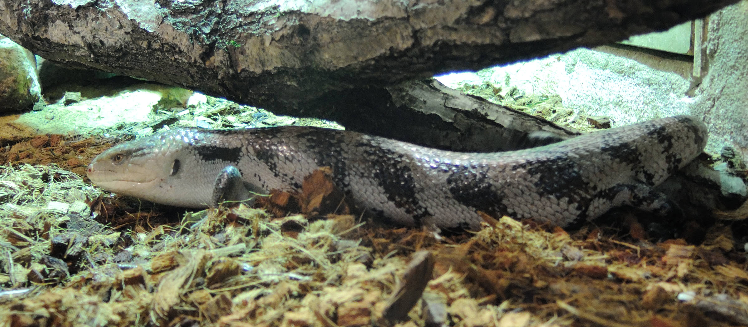tiliqua_scincoides3md