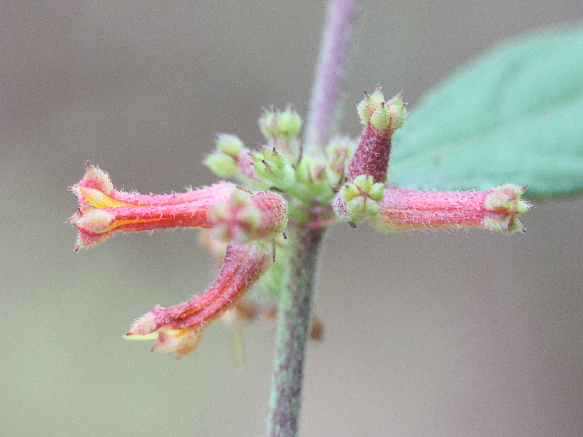 triumfetta_rhomboidea7md