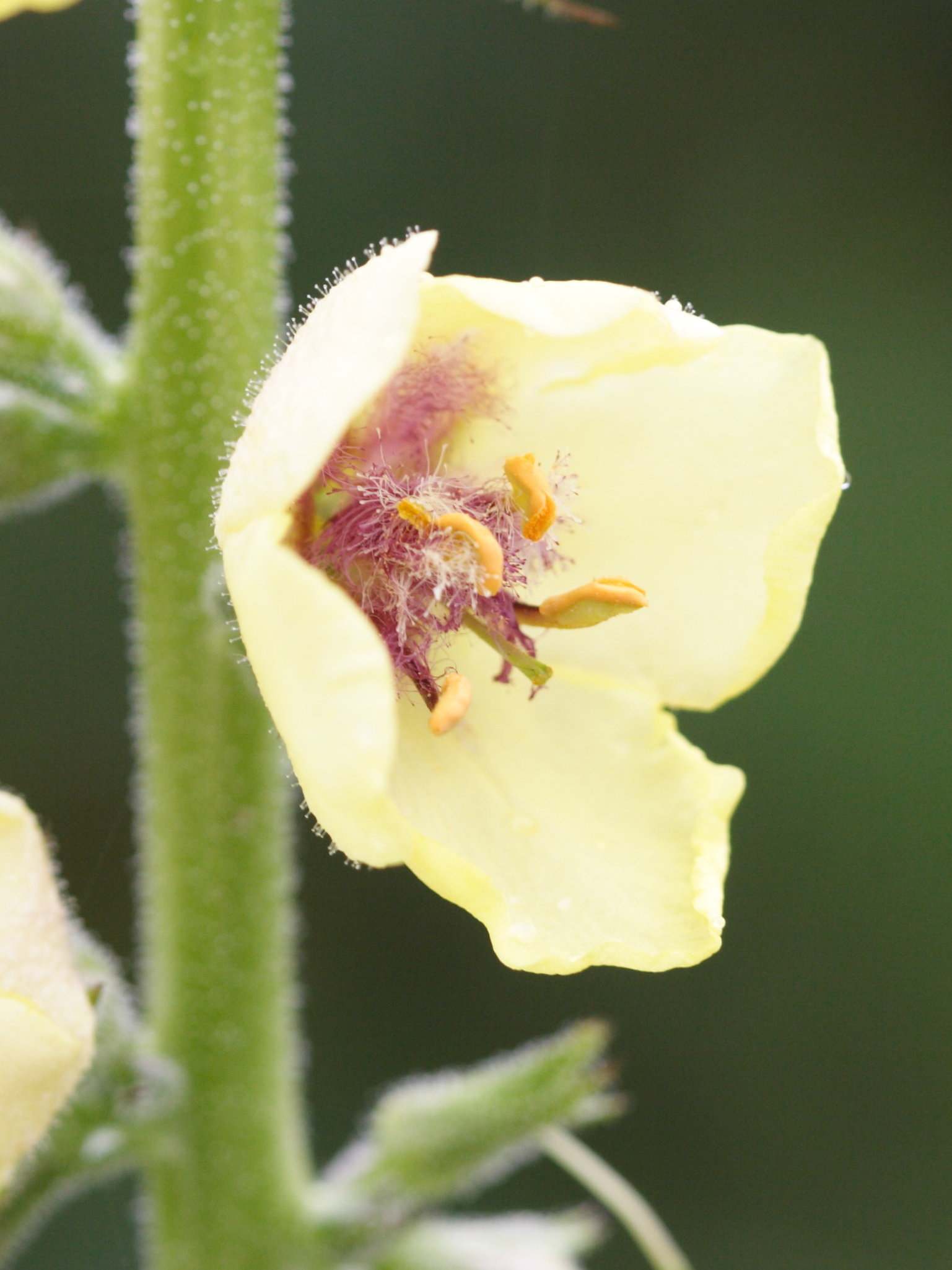 verbascum_virgatum4bd