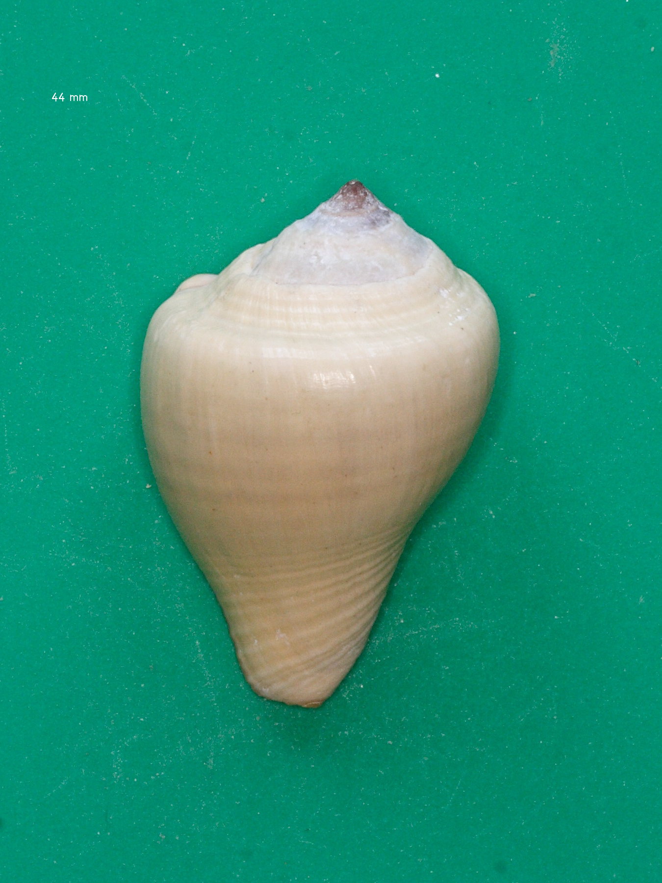 Afficher le média volema_paradisiaca1md volema_paradisiaca1md