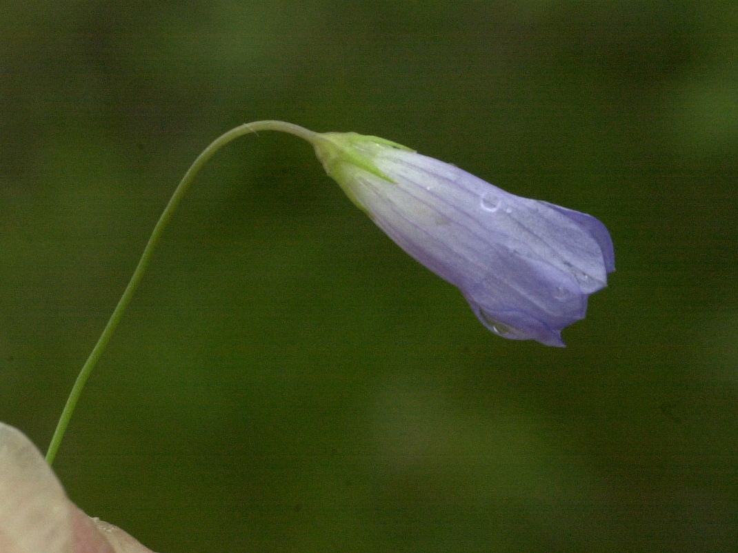 Afficher le média wahlenbergia_hederacea5md wahlenbergia_hederacea5md