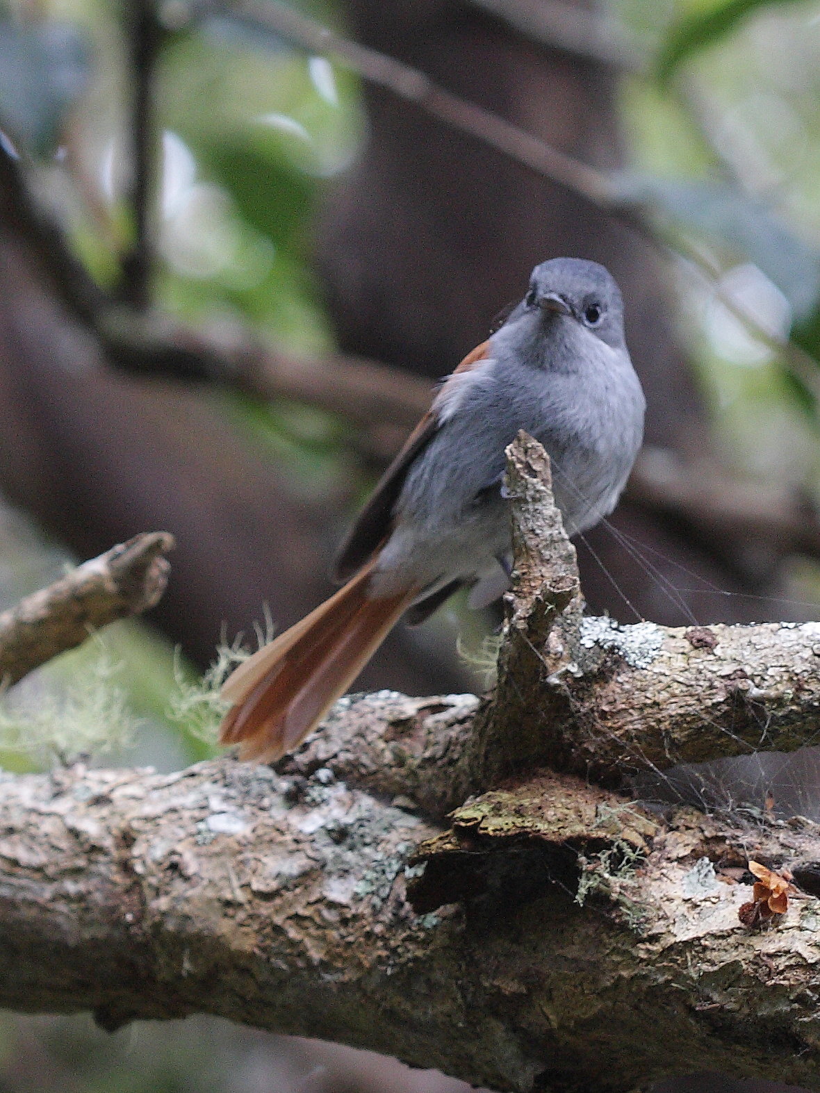 zoizo_la_vierge_-_terpsiphone_bourbonnensis2md