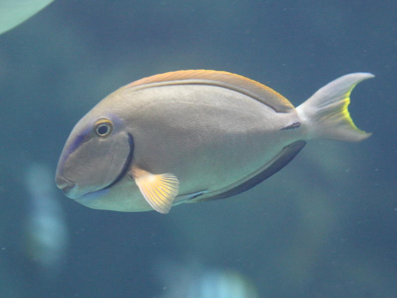 Afficher le média acanthurus_bahianus1bd acanthurus_bahianus1bd