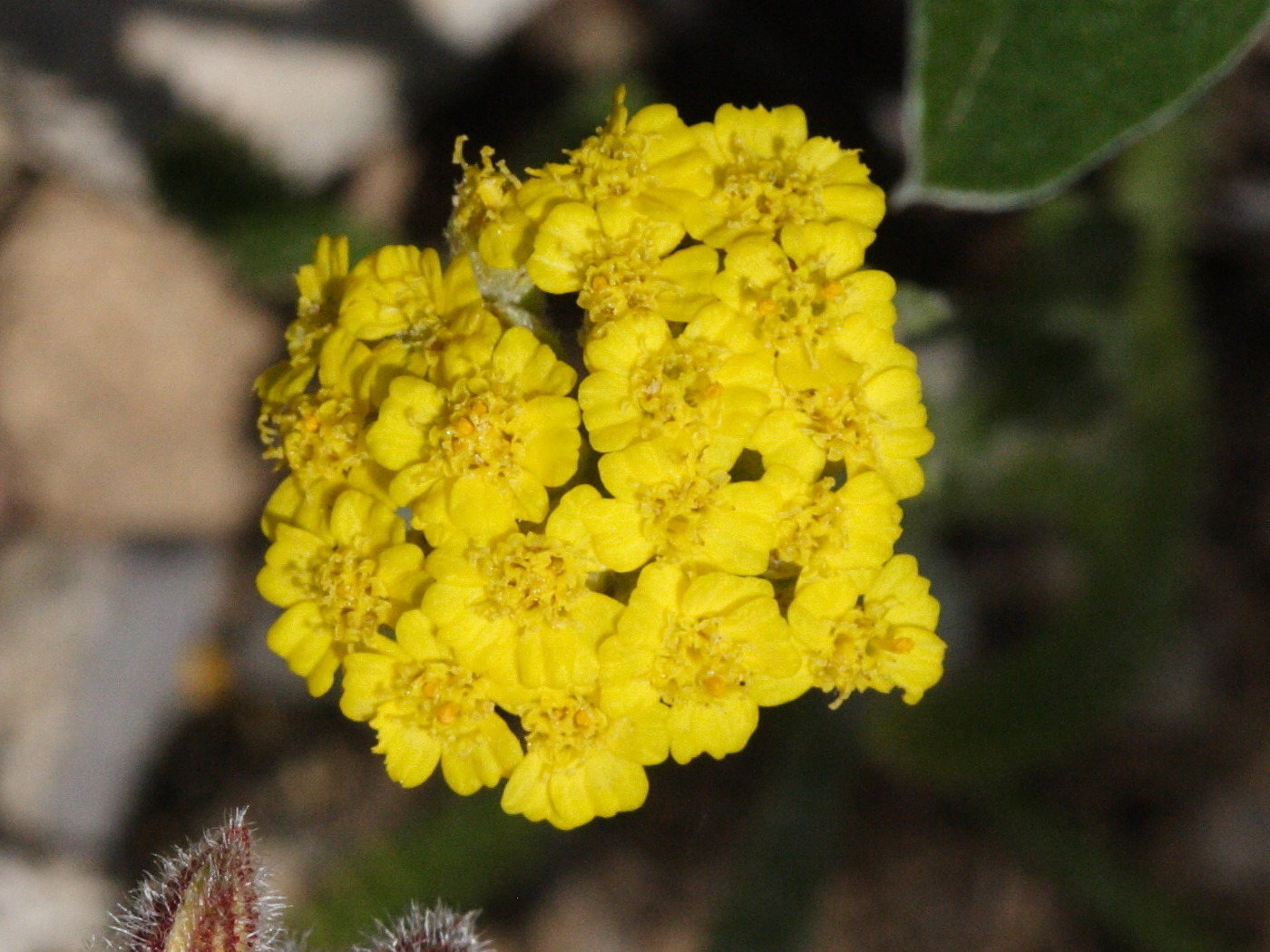 achillea_ageratum2md