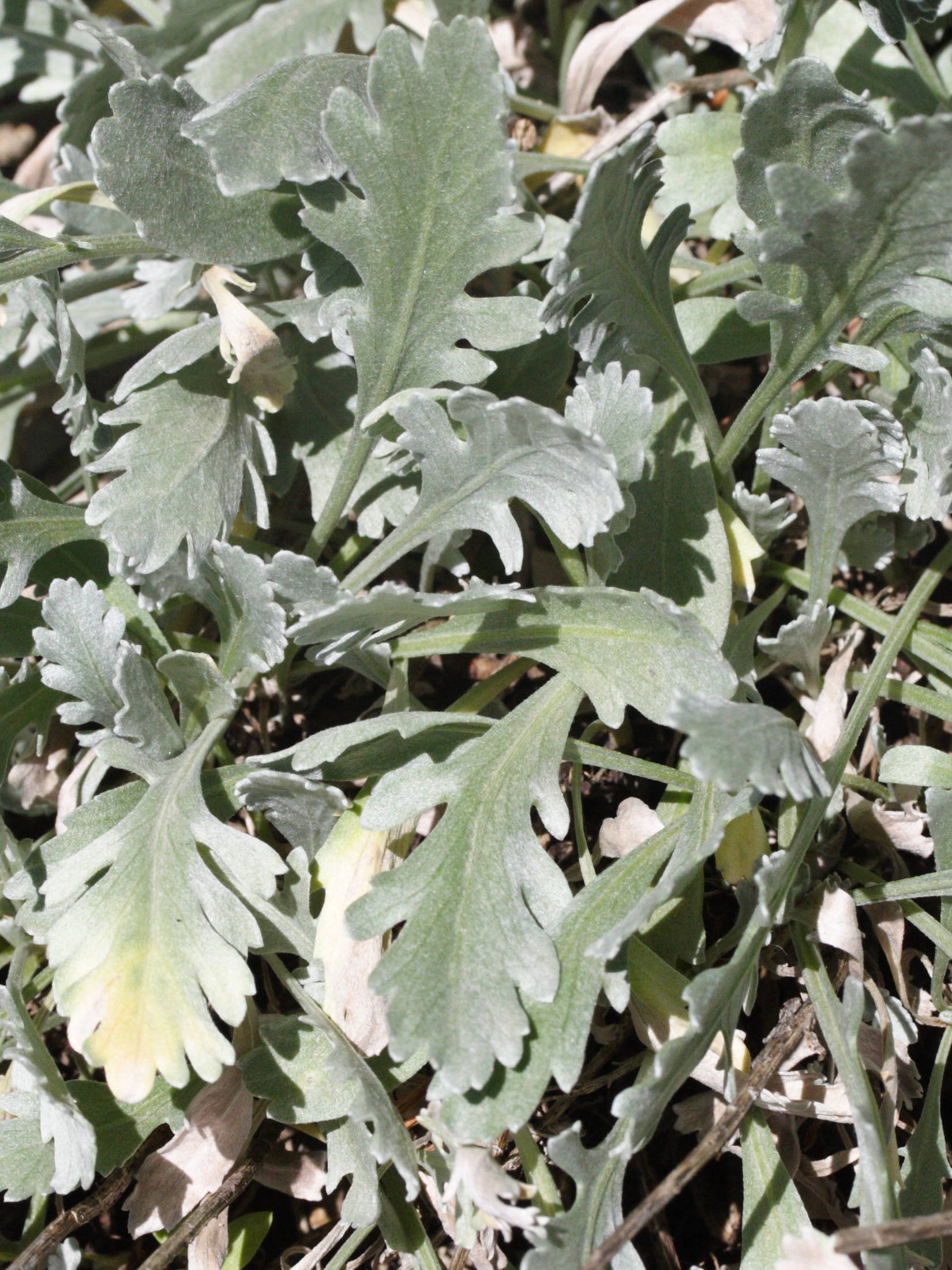 Afficher le média achillea_clavenae3md achillea_clavenae3md