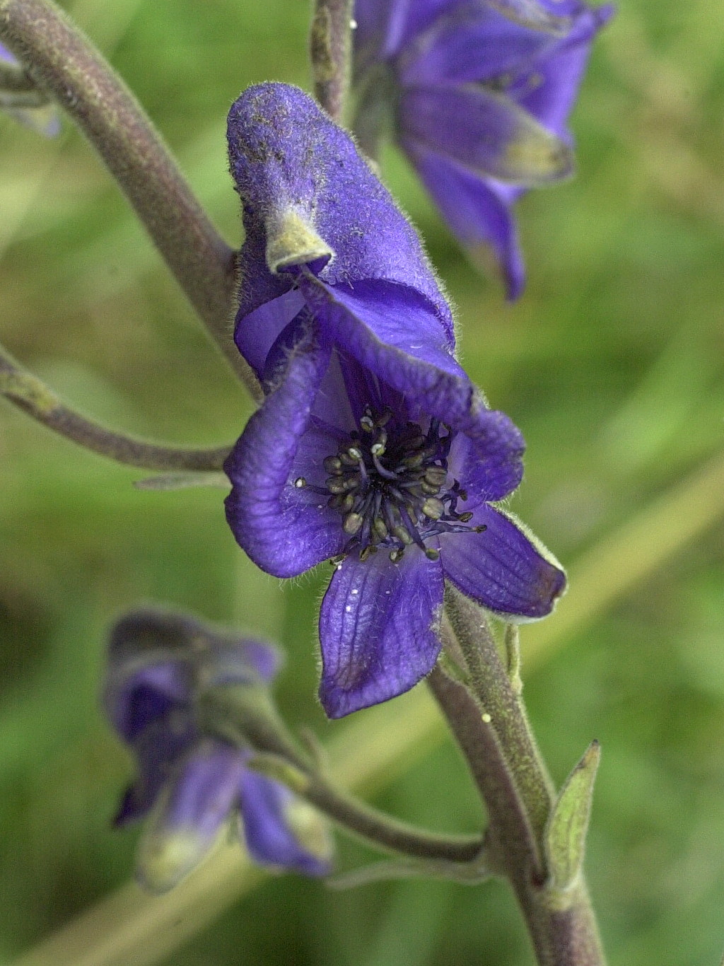 Afficher le média aconitum_napellus7md aconitum_napellus7md