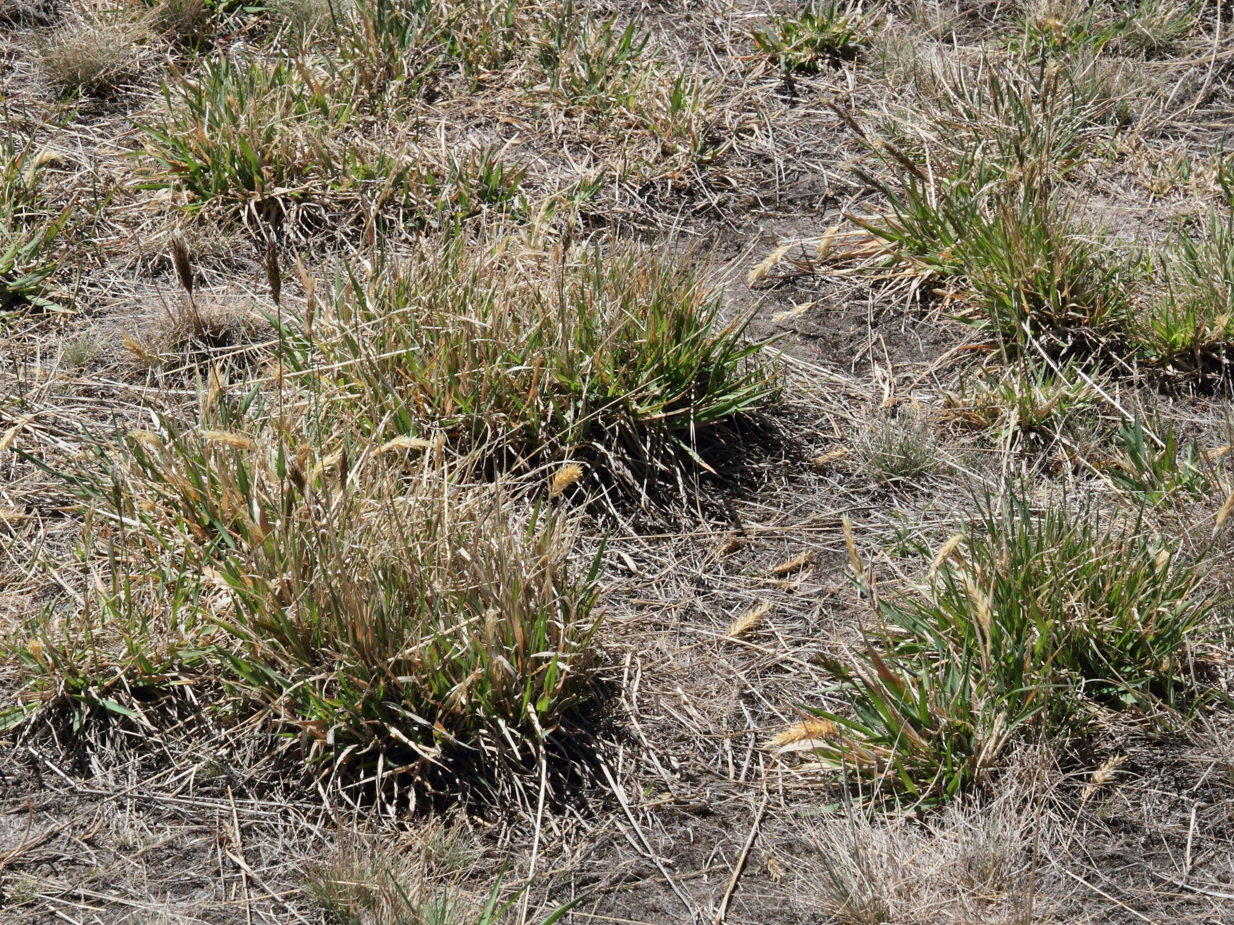 agrostis_tolucensis2md