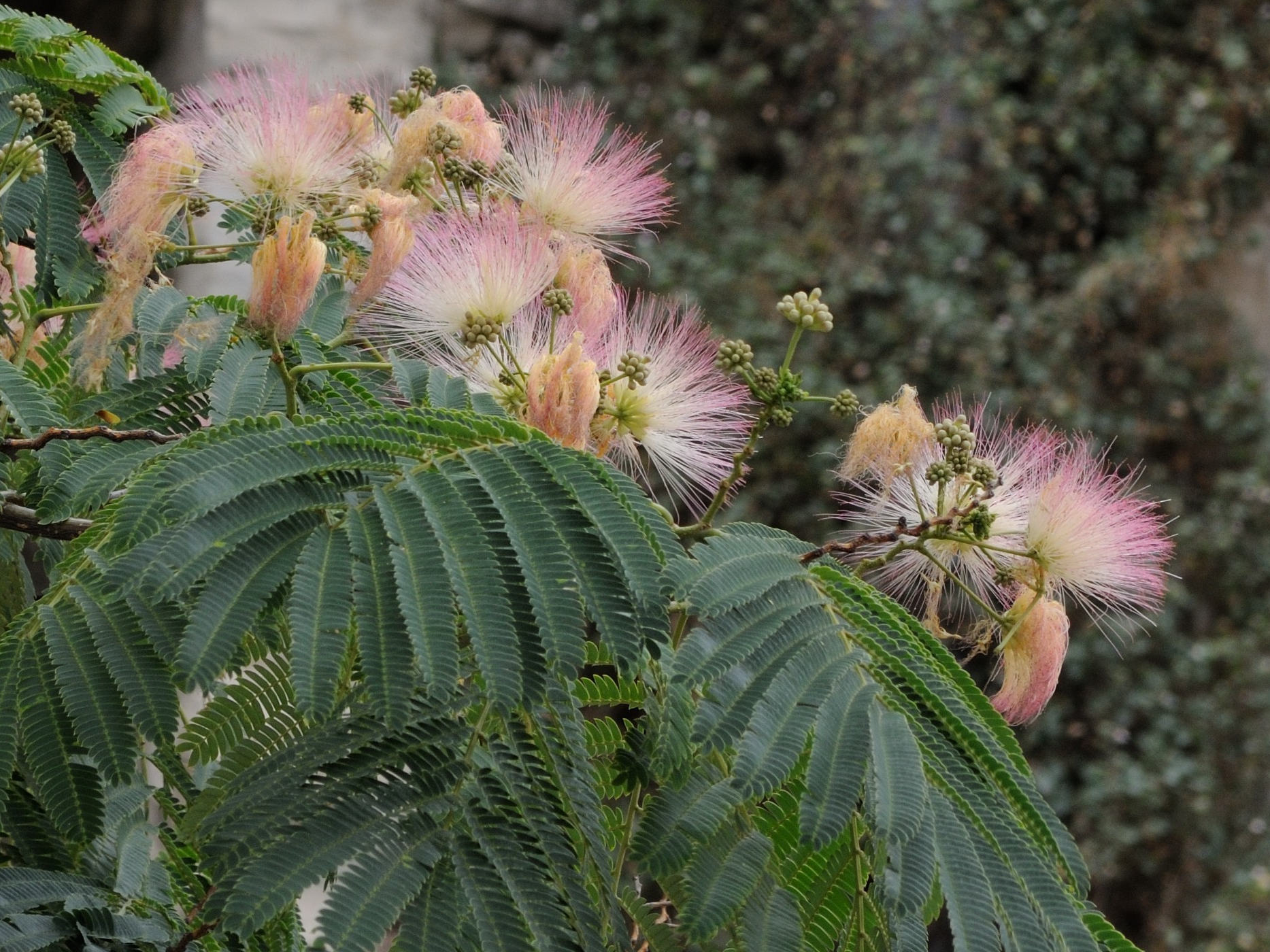 albizia_julibrissin3md