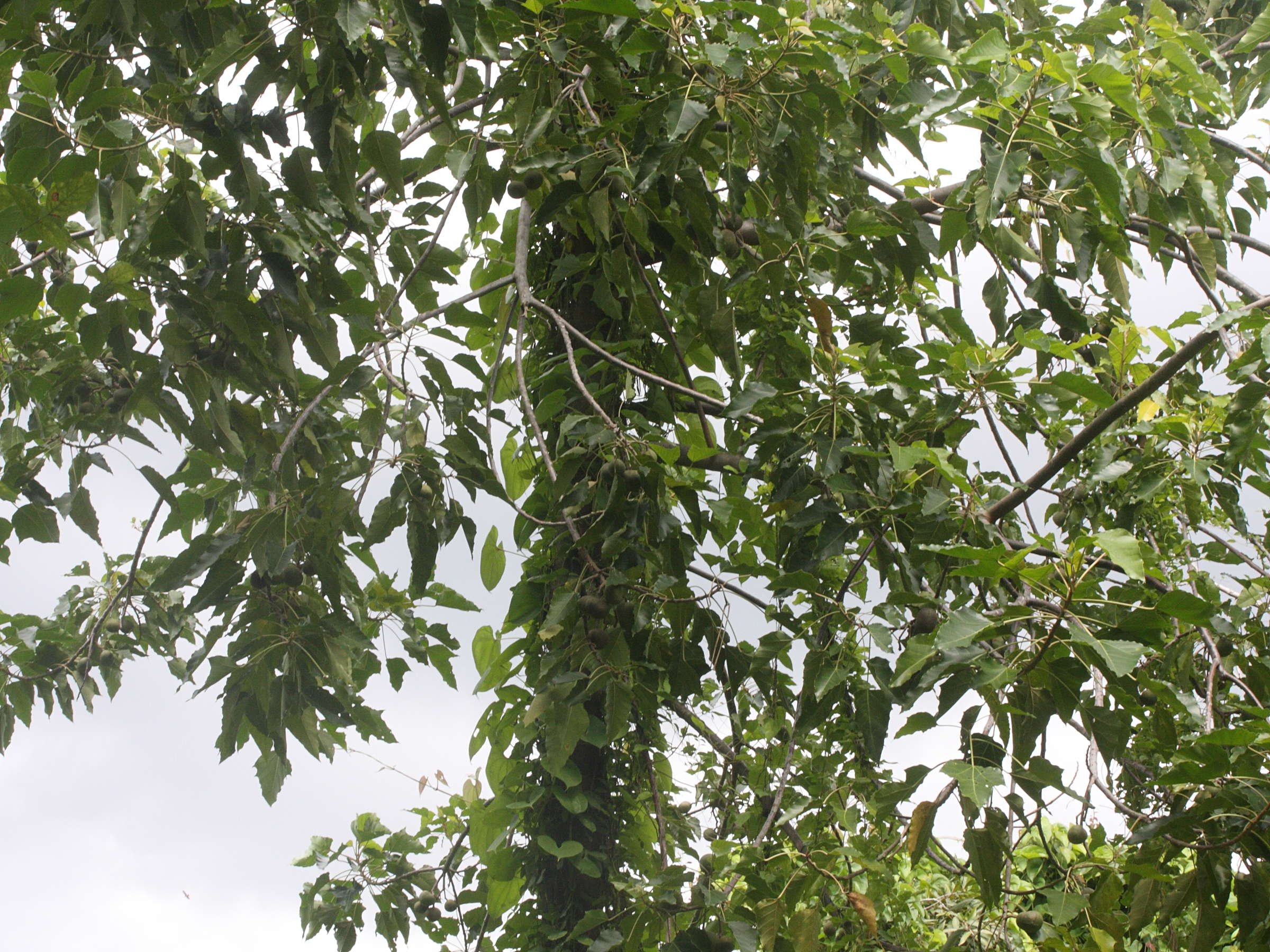 aleurites_moluccana1md