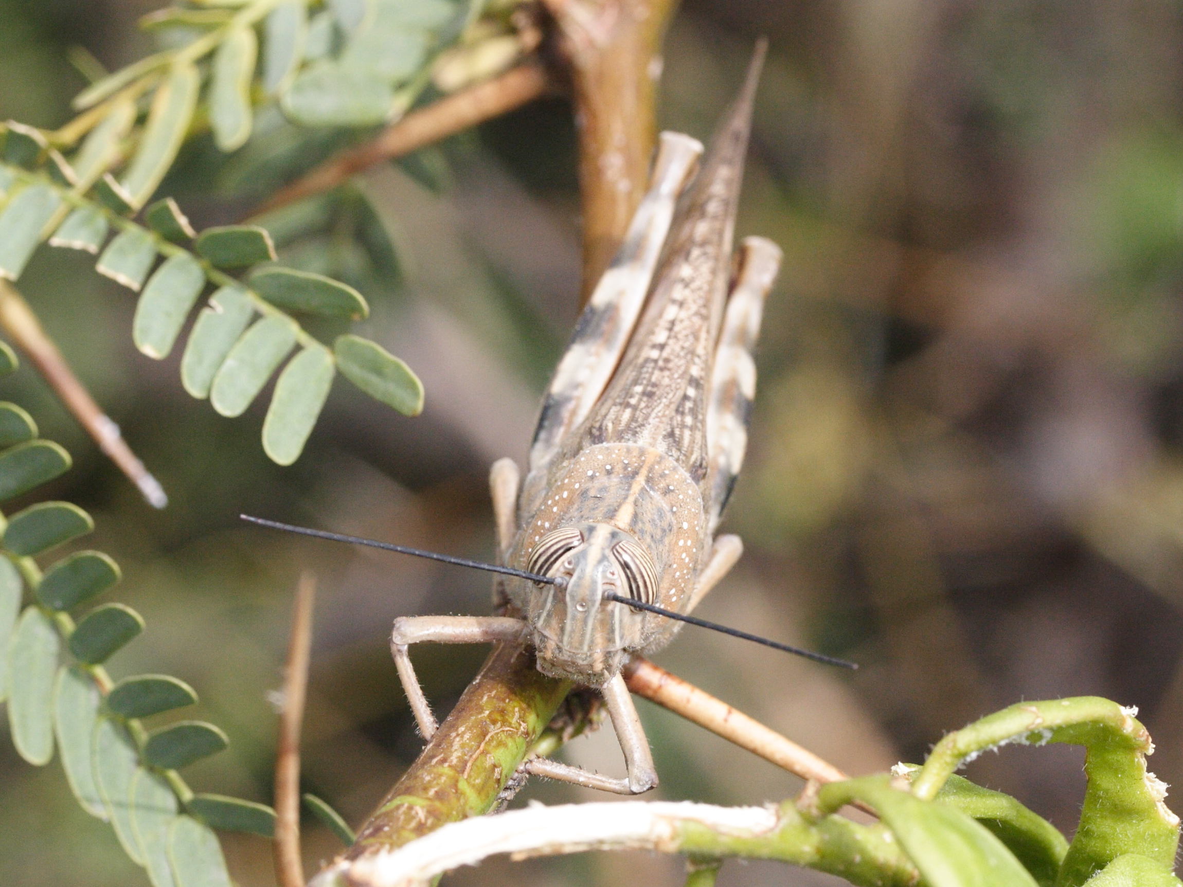 Afficher le média anacridium_melanorhodon_arabafrum3md anacridium_melanorhodon_arabafrum3md