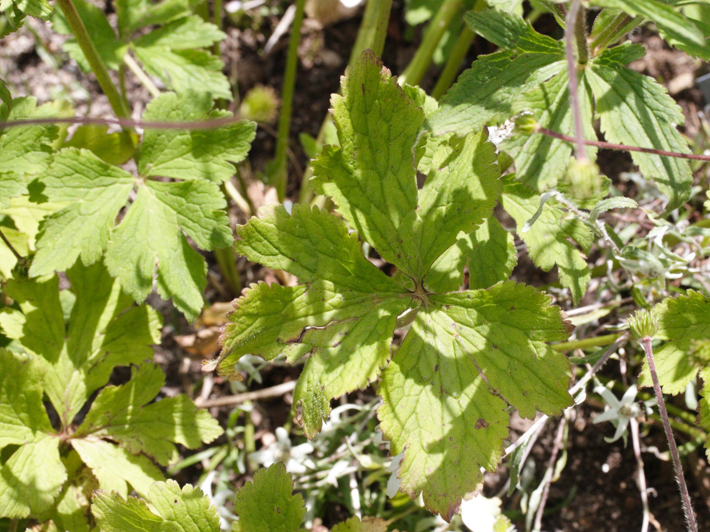 anemone_rivularis3md