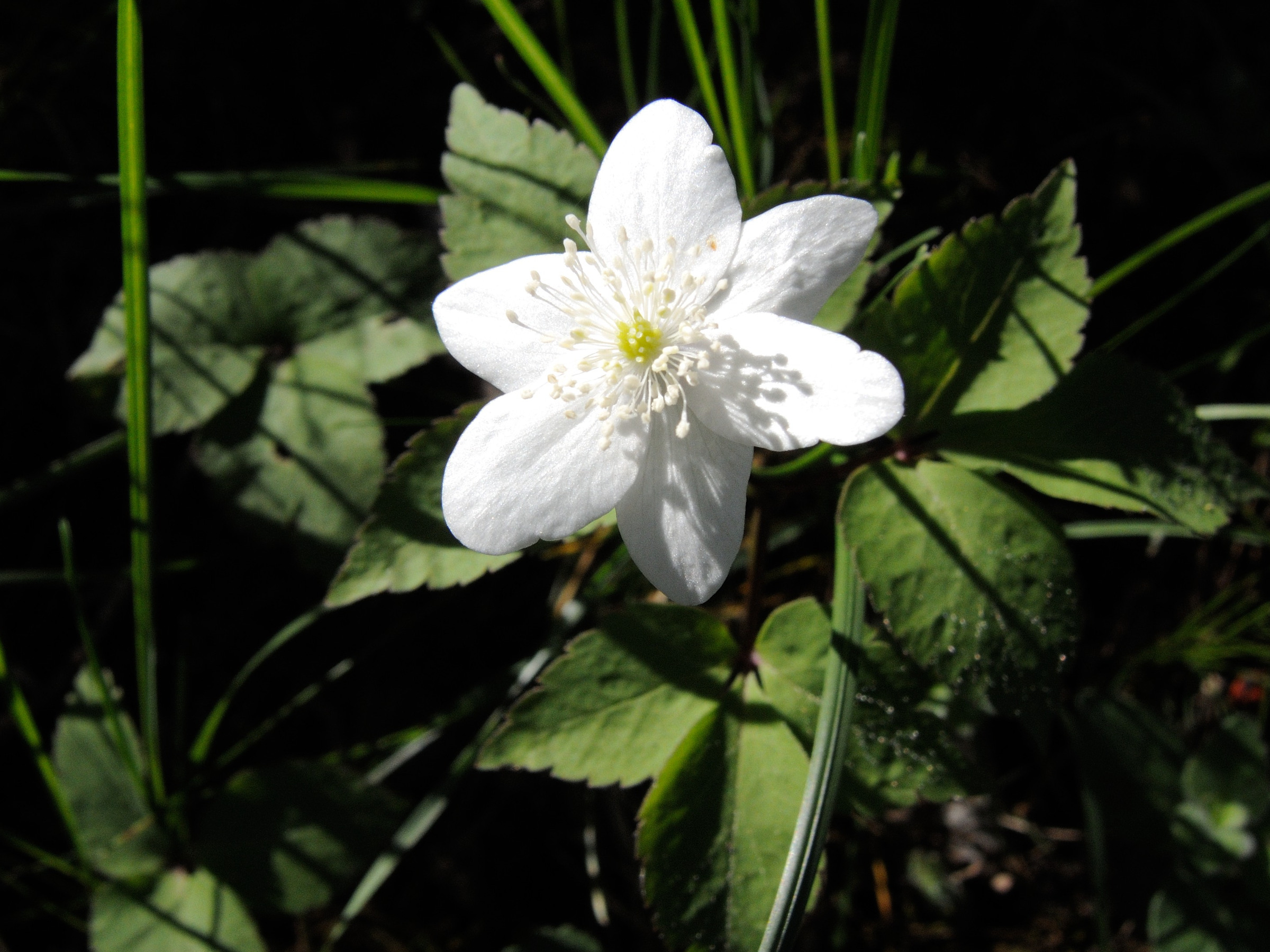 Afficher le média anemone_trifolia2md anemone_trifolia2md