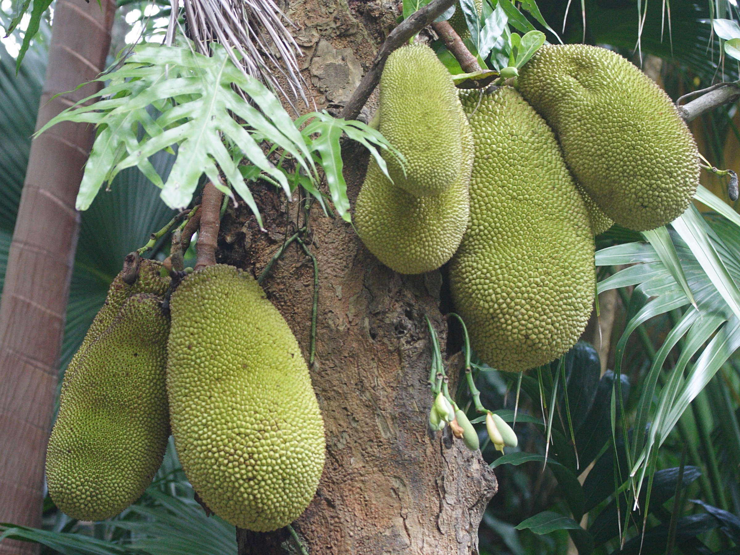 artocarpus_heterophyllus3md