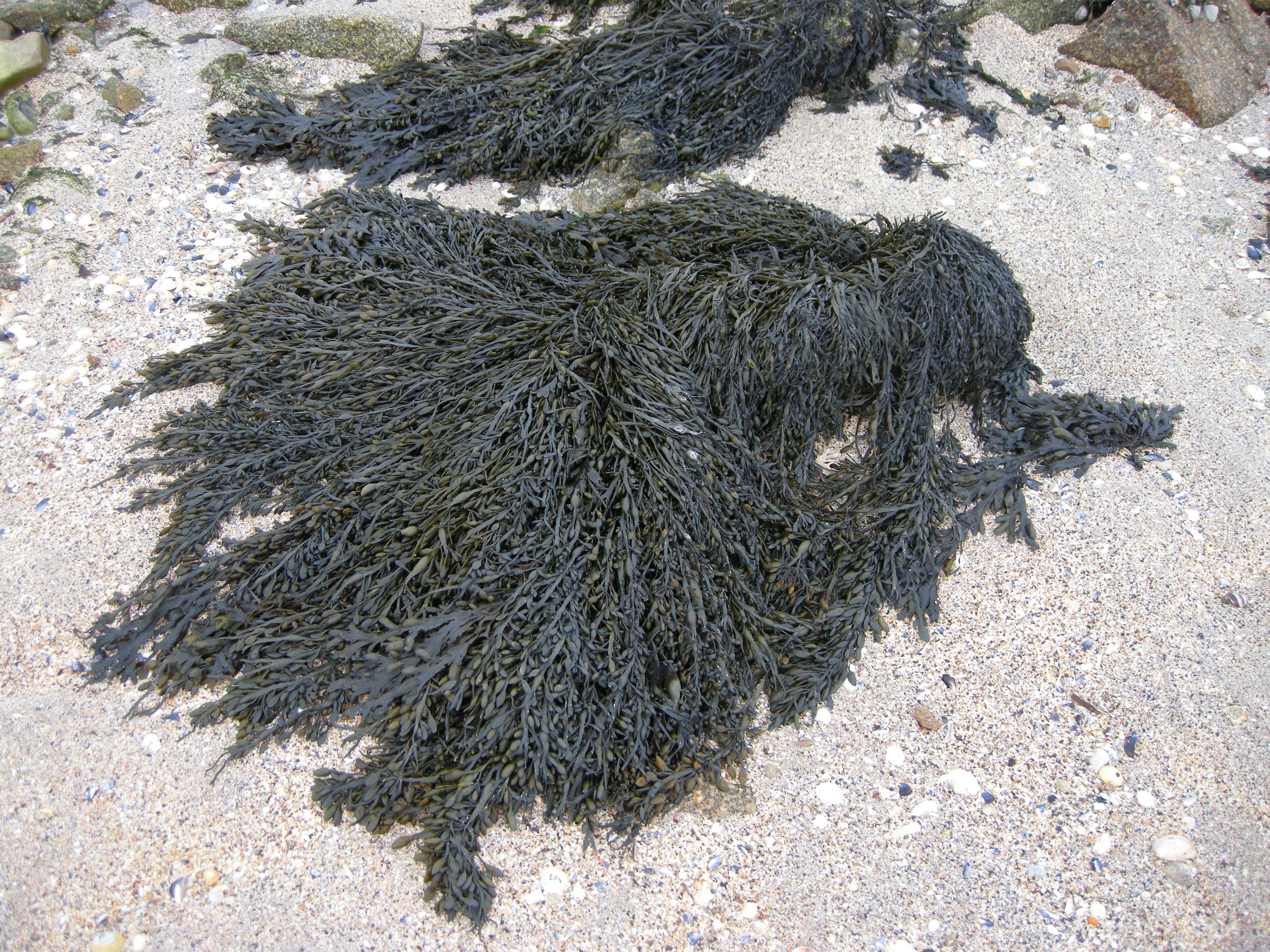 Afficher le média ascophyllum_nodosum3md ascophyllum_nodosum3md