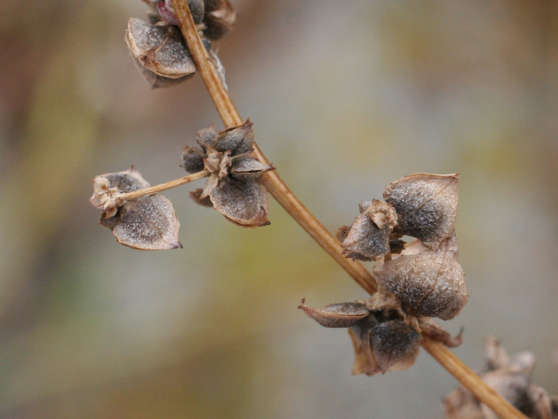 Afficher le média atriplex_prostrata_prostrata4md atriplex_prostrata_prostrata4md