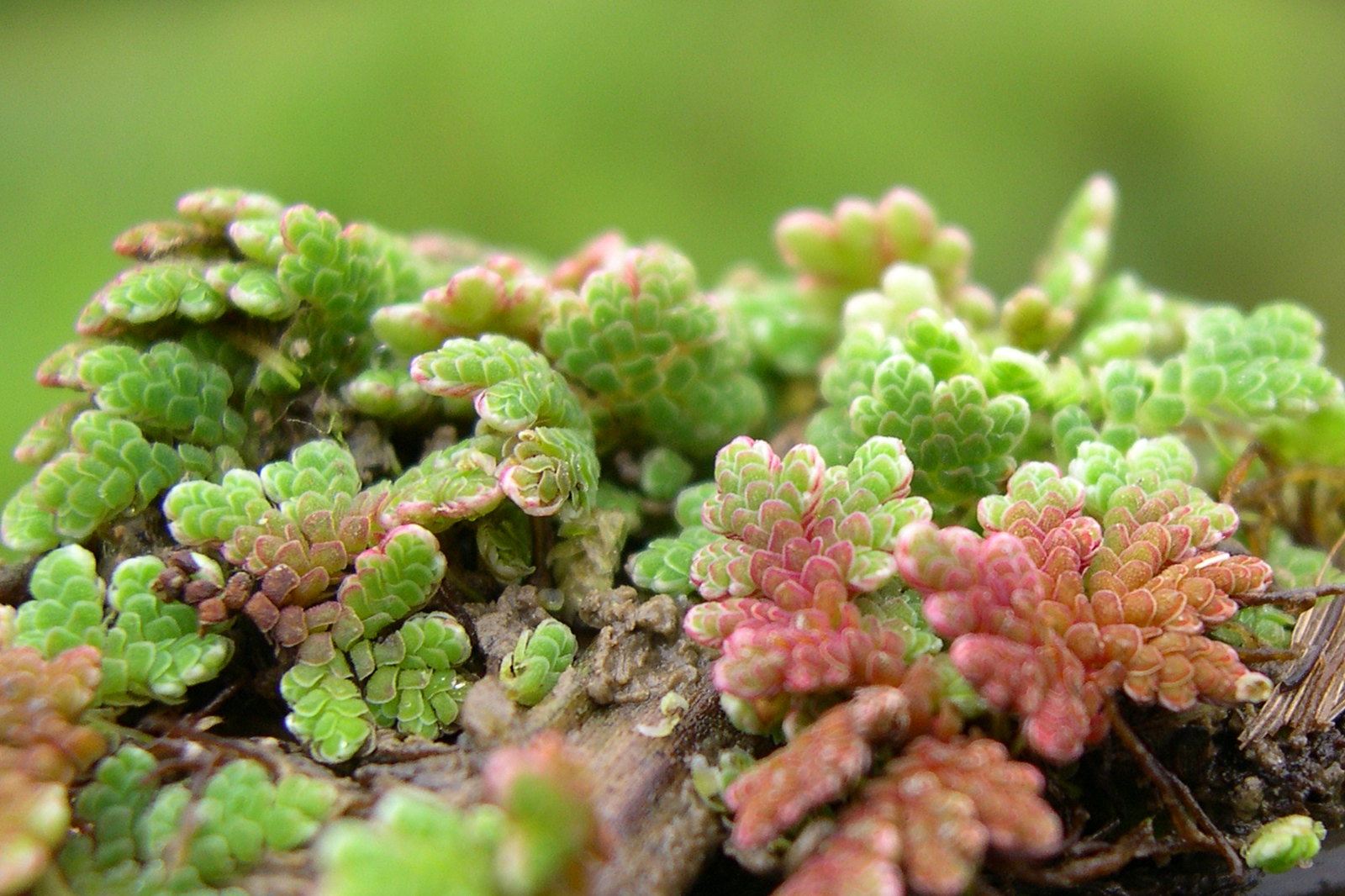 Azolla_filiculoides