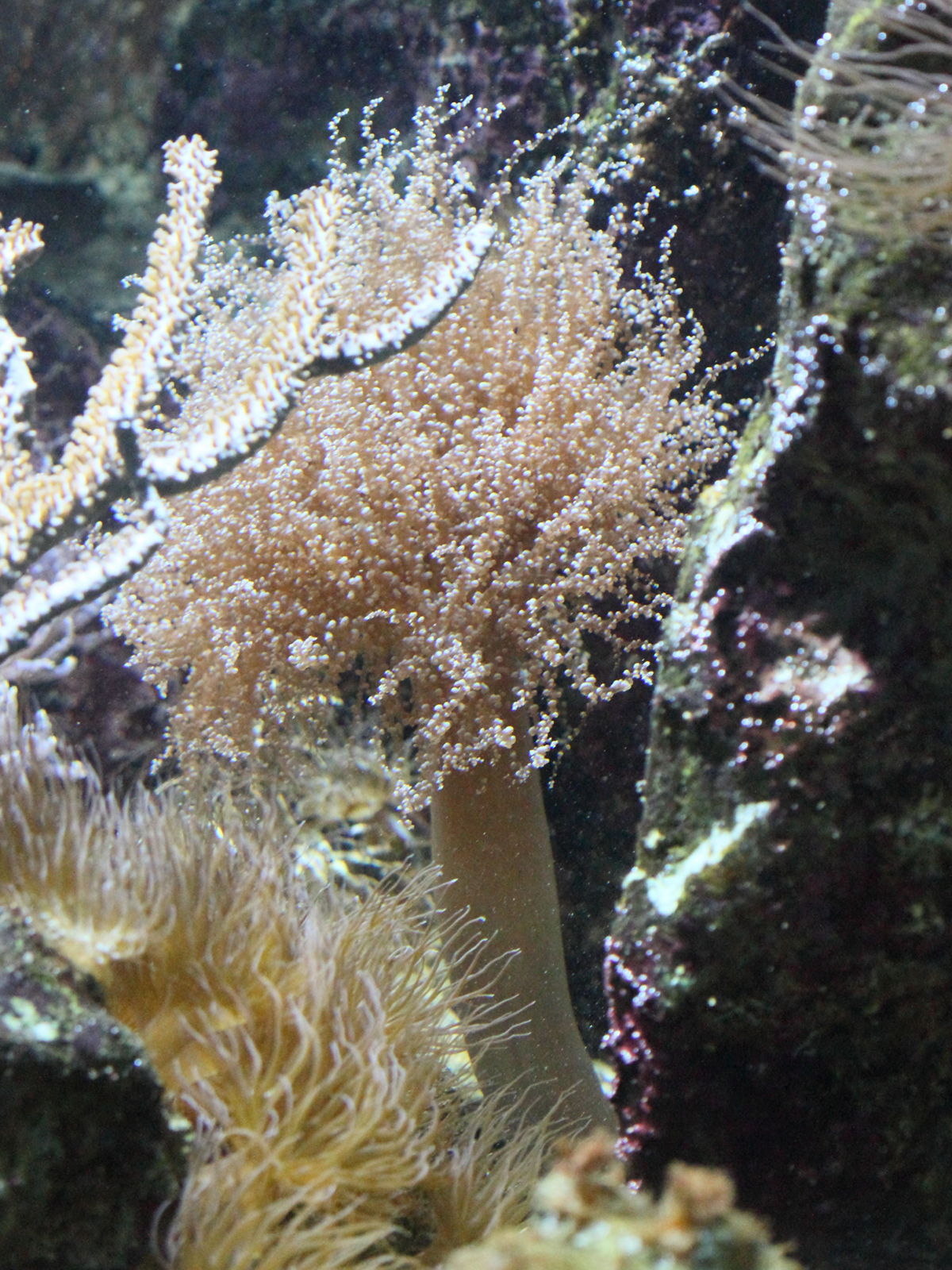 bartholomea_annulata2bd