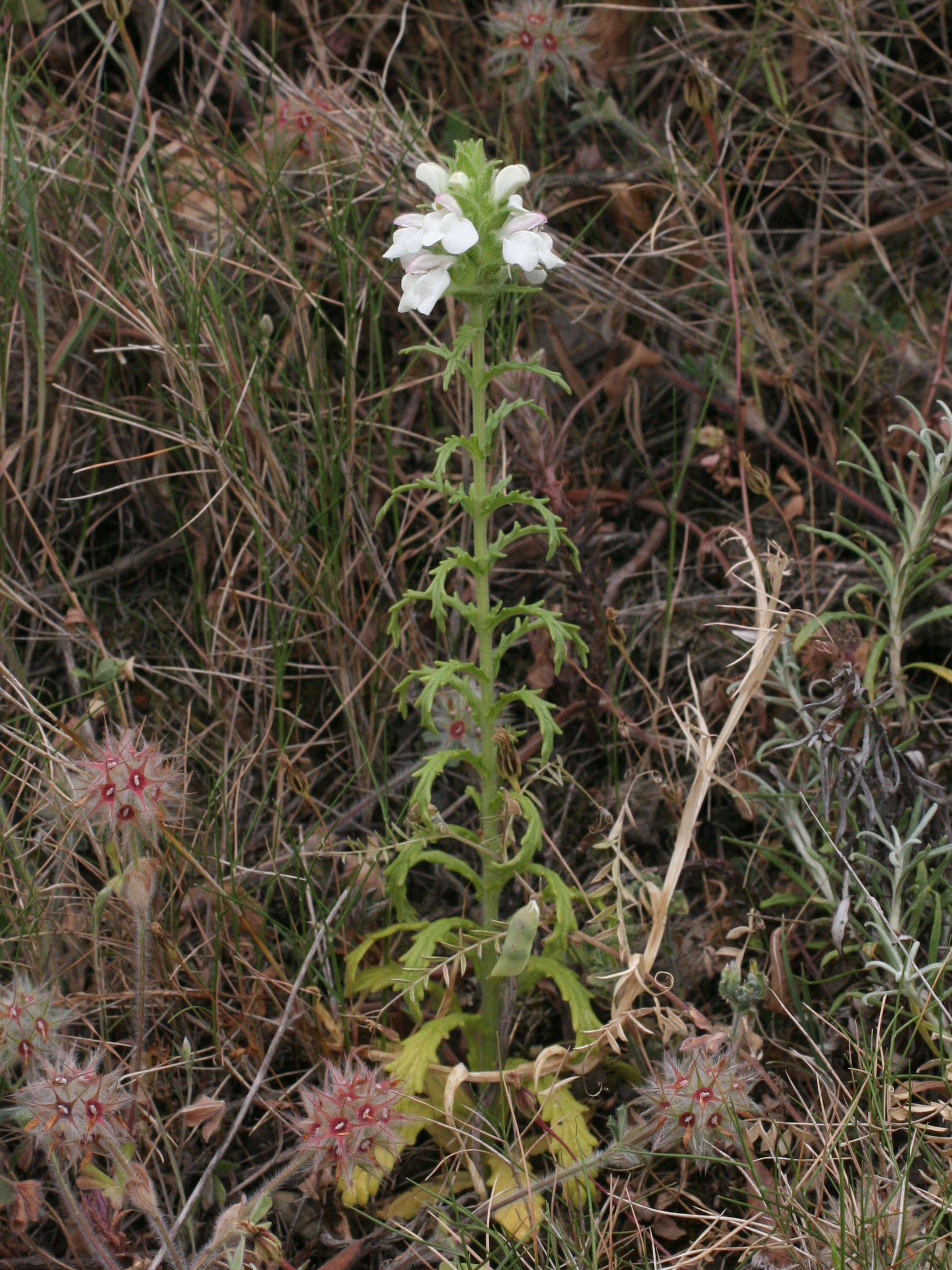 bartsia_trixago1amd
