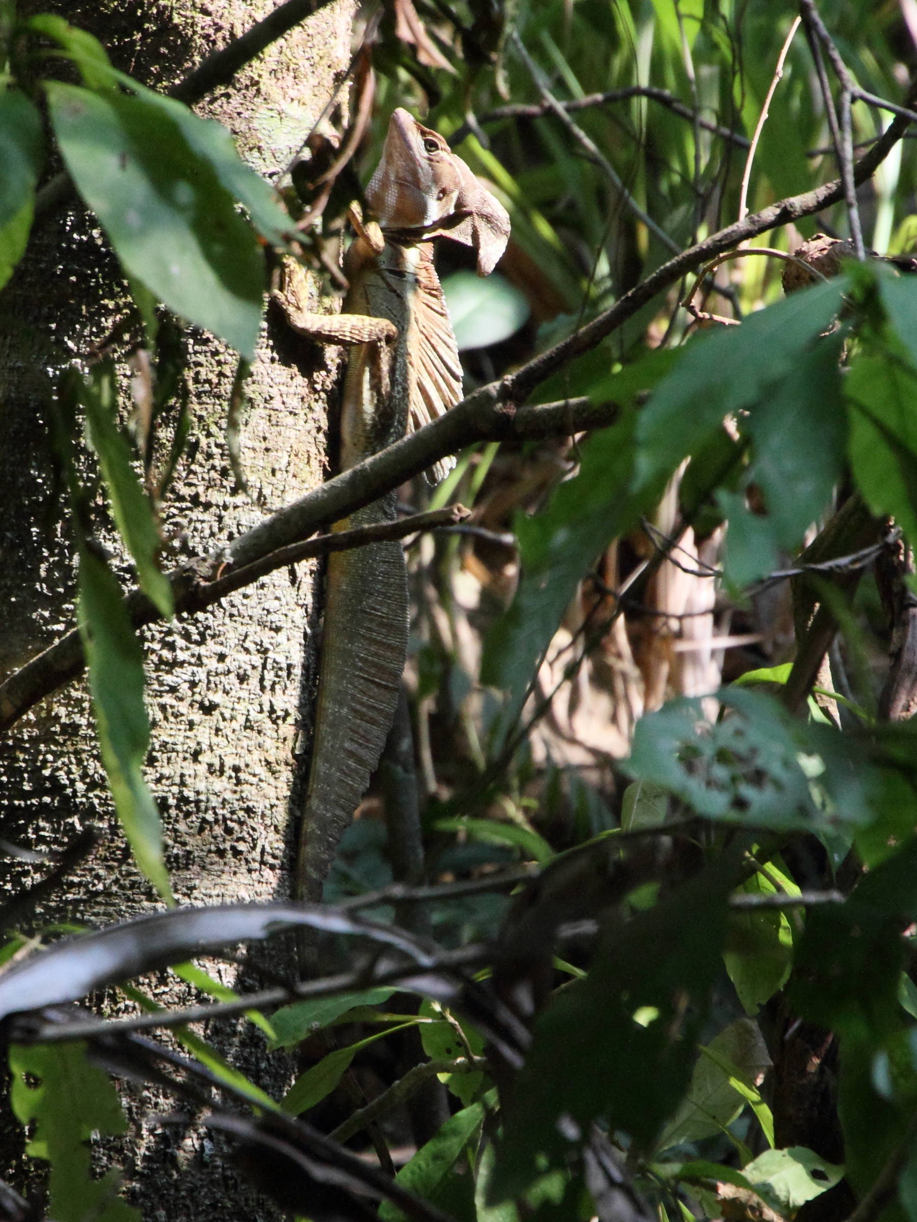 basiliscus_basiliscus2md