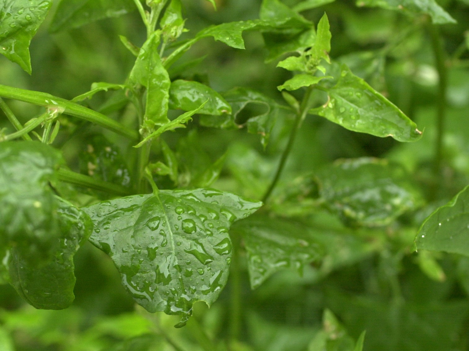 blitum_bonus-henricus2md