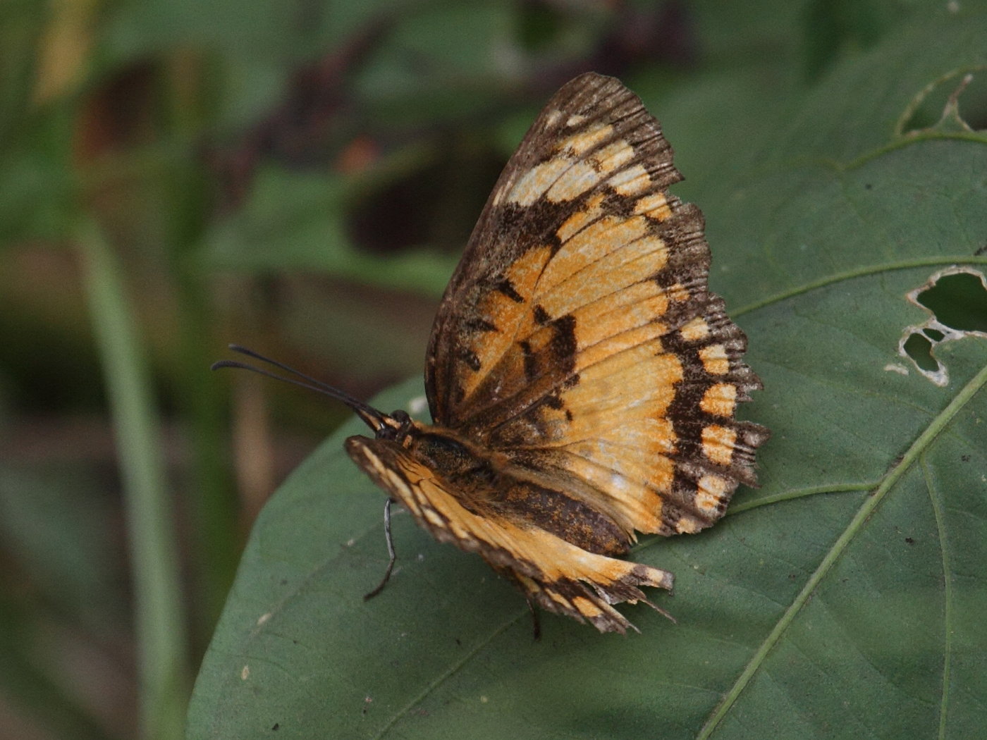 byblia_anvatara_anvatara2bd