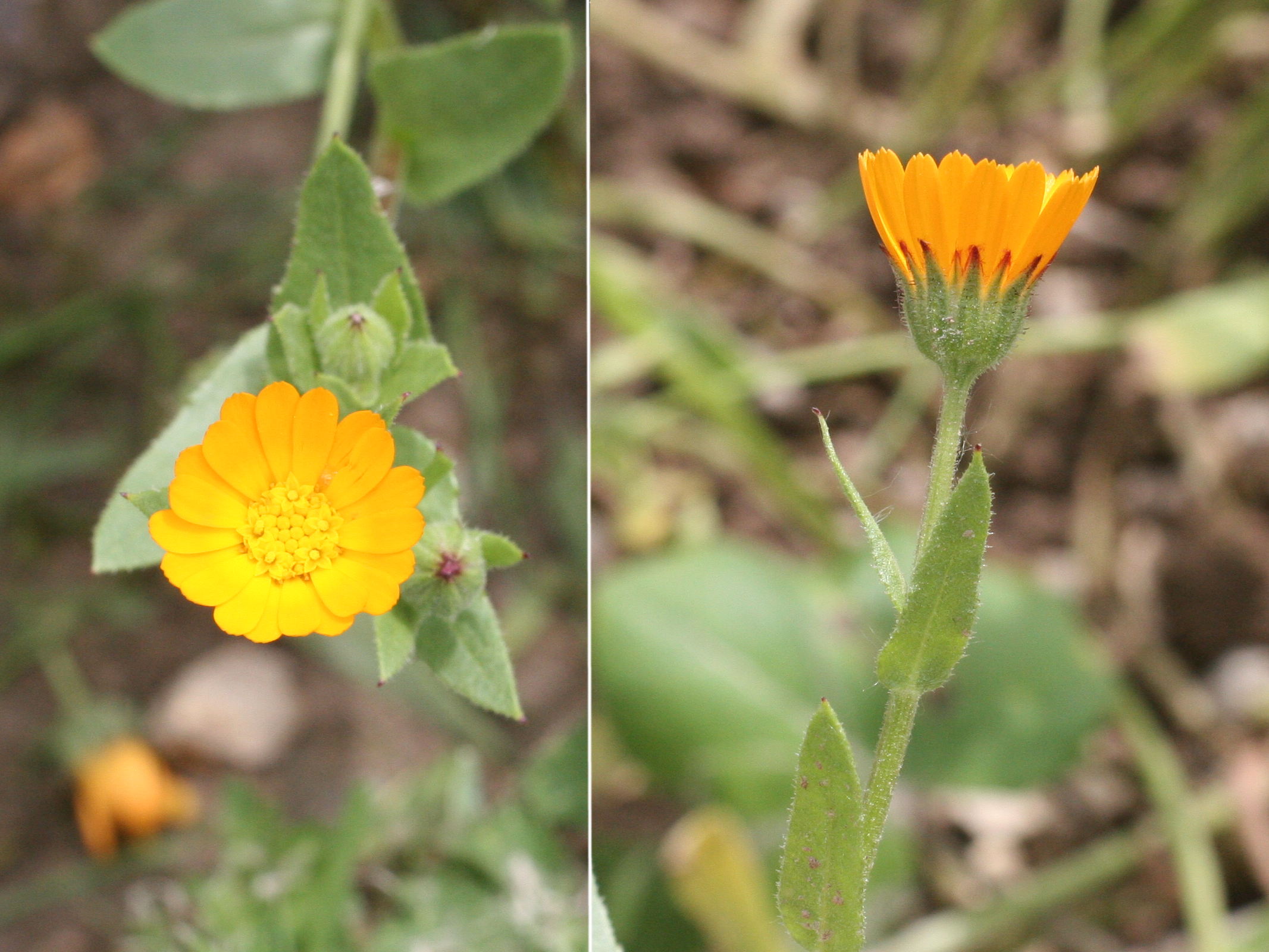 calendula_arvensis2md