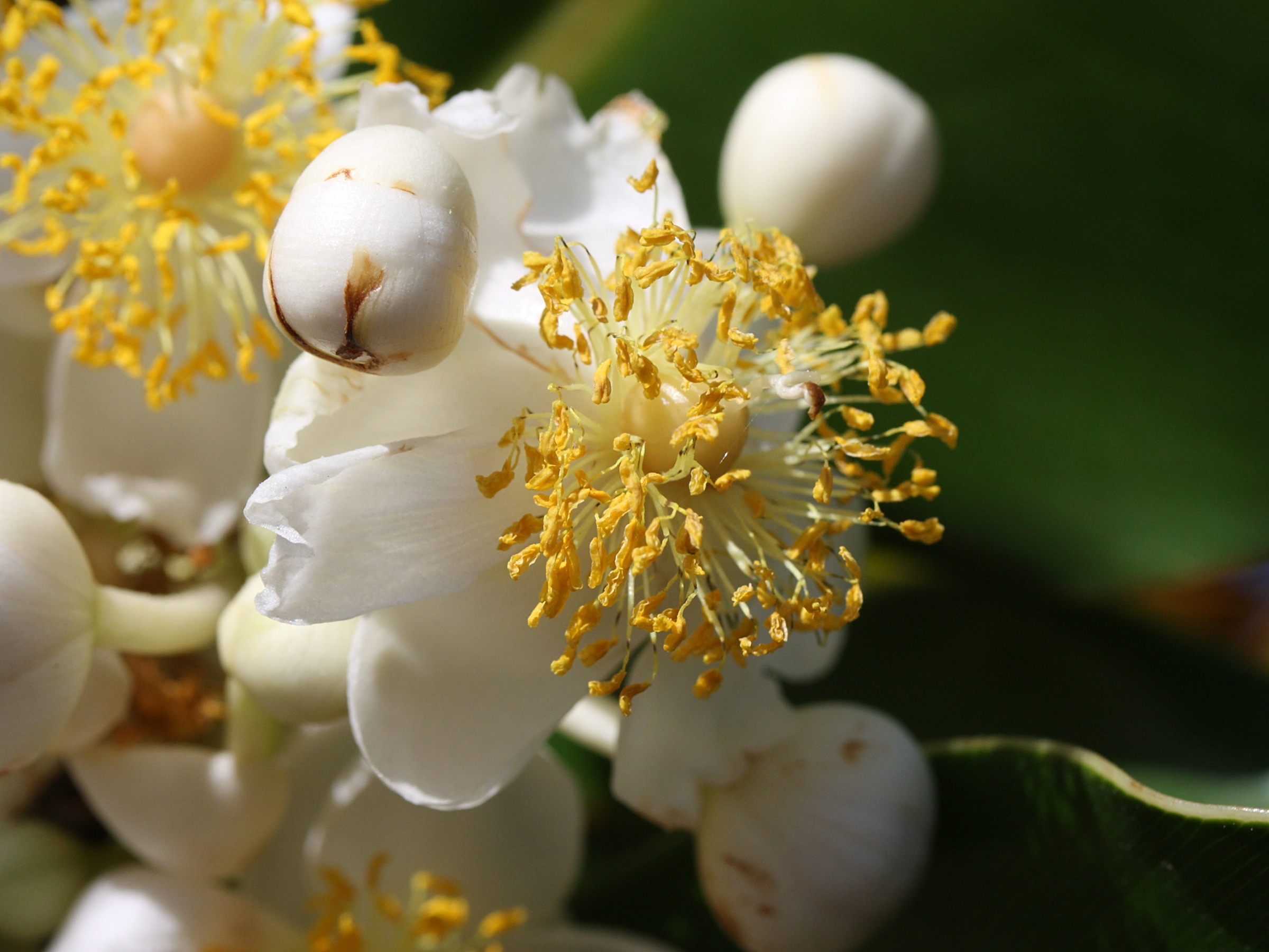 calophyllum_inophyllum3md