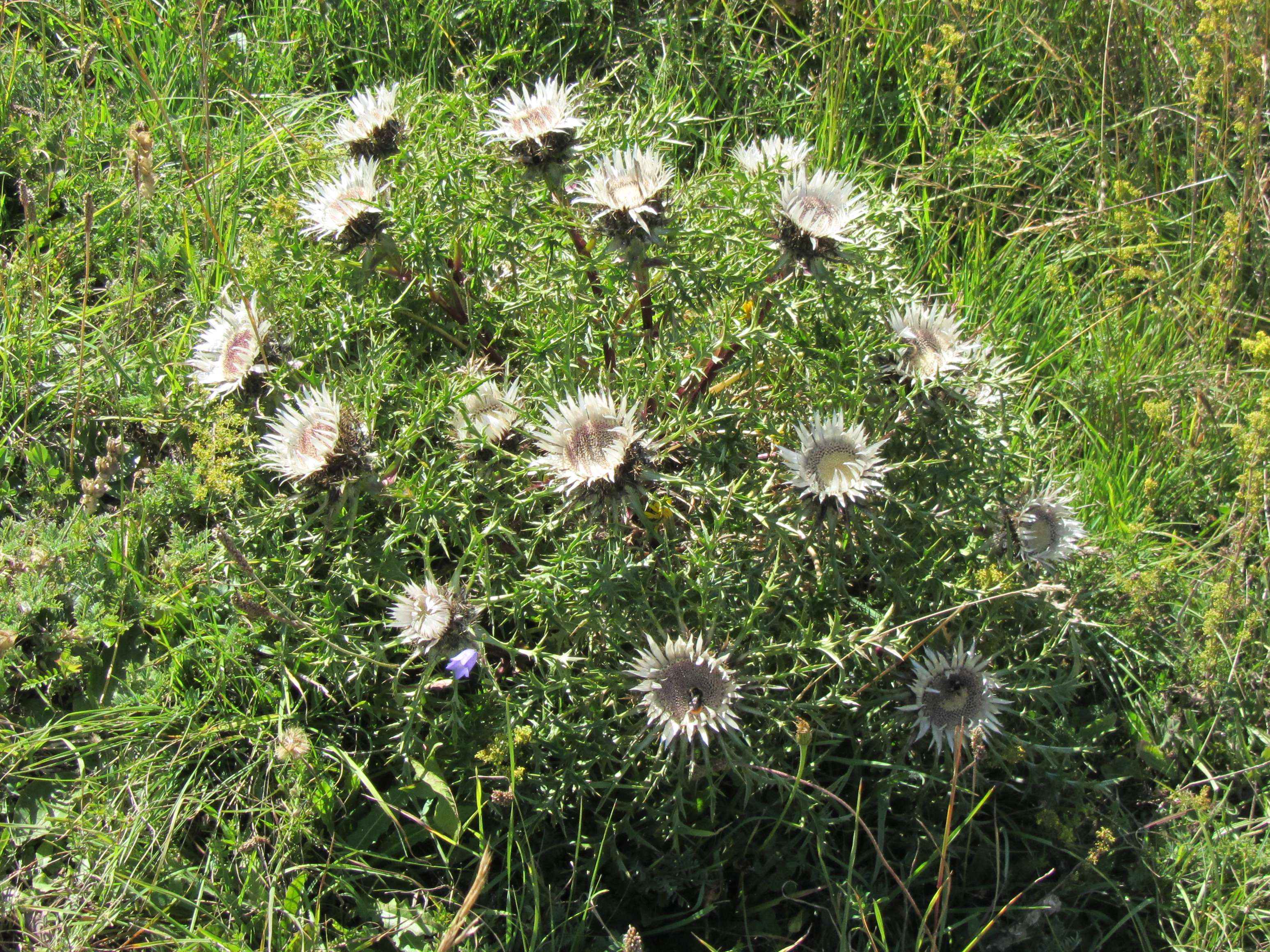 Afficher le média carlina_acaulis_caulescens3mv carlina_acaulis_caulescens3mv